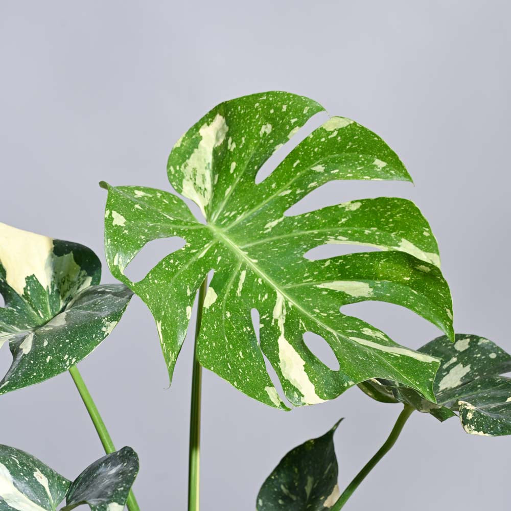 Ugaoo Monstera Thai Constellation XL - view 2