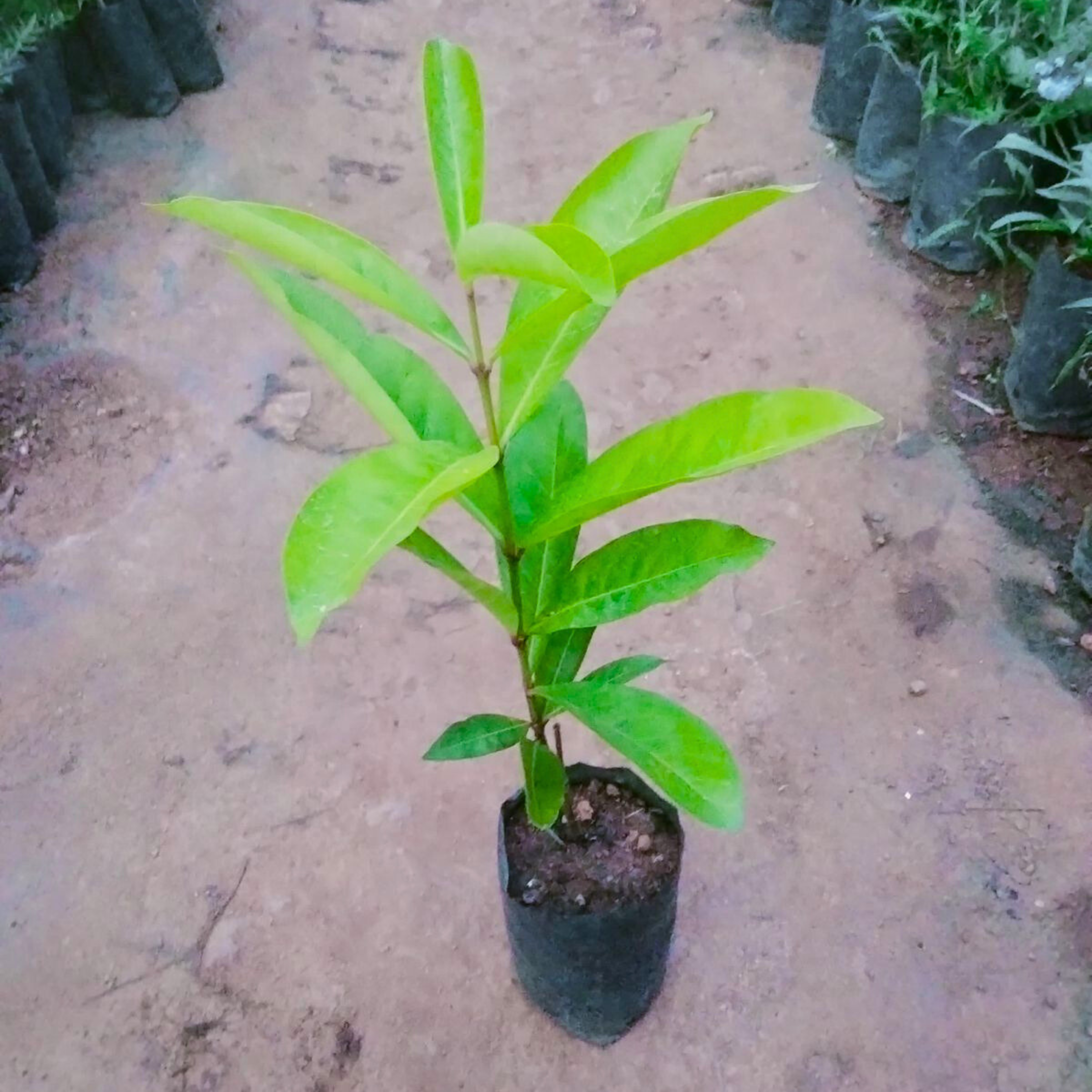 MR Red Thetti Big Flowers (Ixora coccinea) All Time Flowering Live Plant - view 3