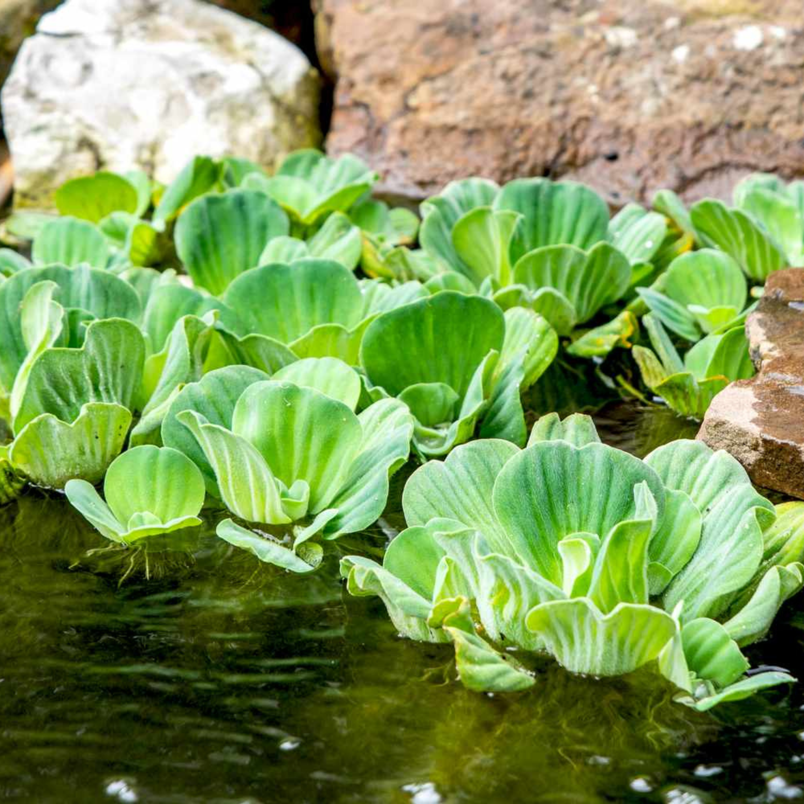 DZ Water Lettuce (Pistia stratiotes) Live Plant - Pack of 3 - view 4