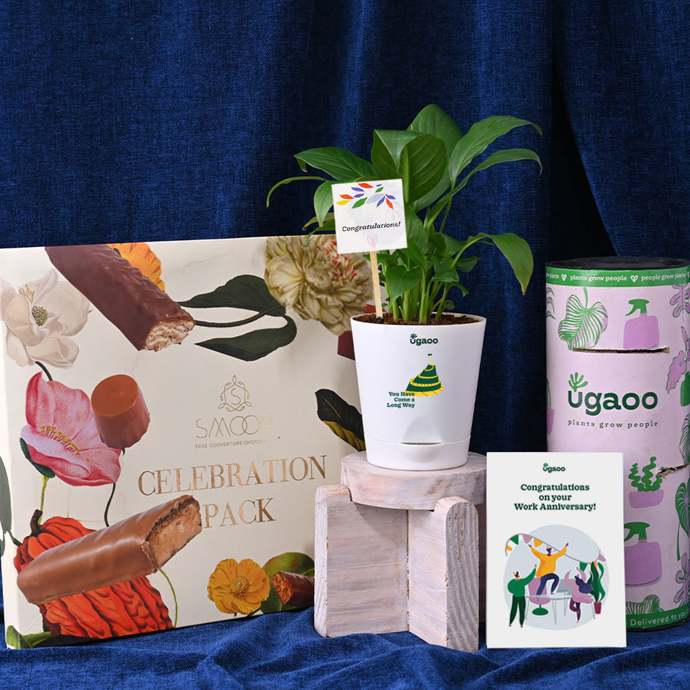 Ugaoo Peace Lily Plant with Smoor Celebration Box
