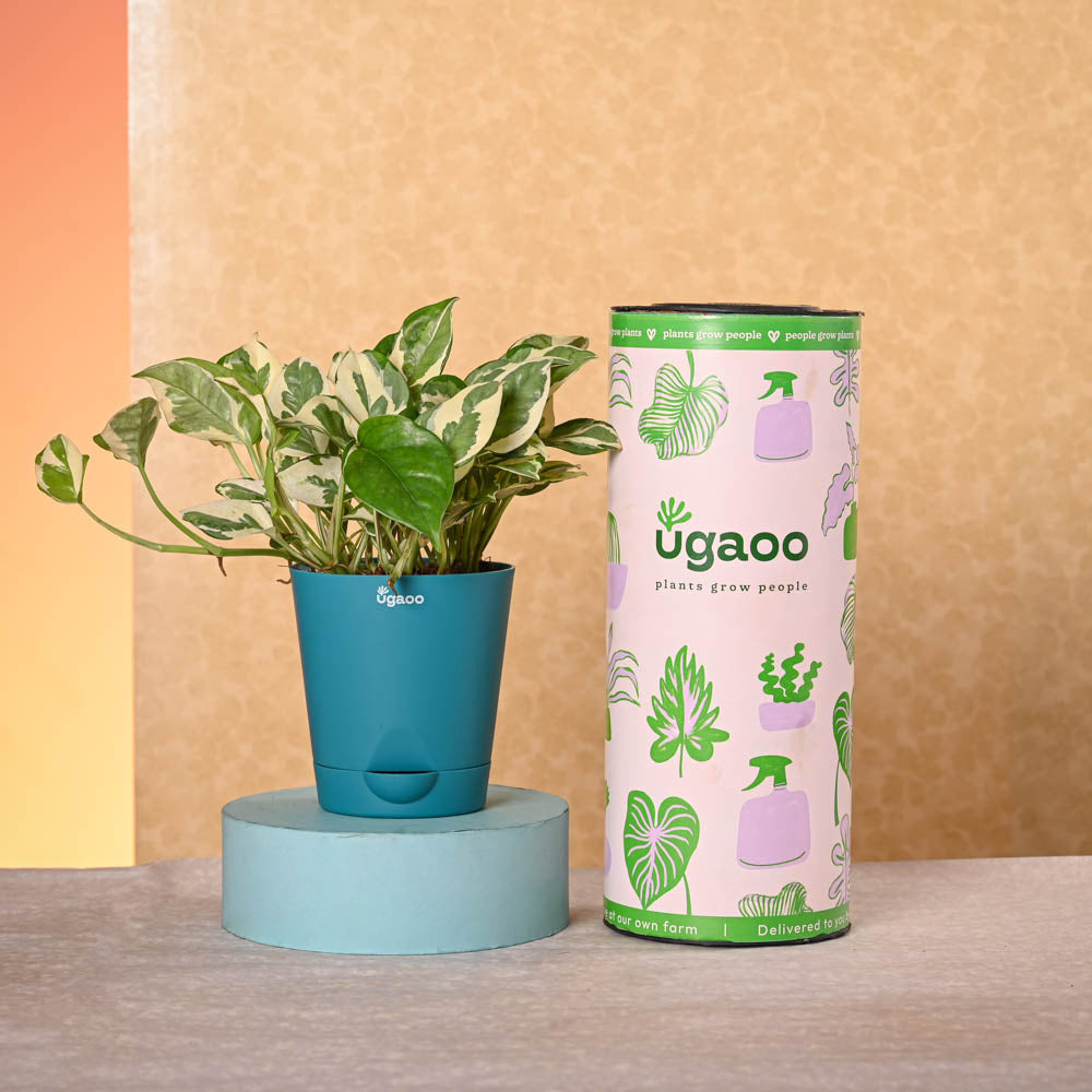Ugaoo Navratri Celebration Plant Bundle - view 9