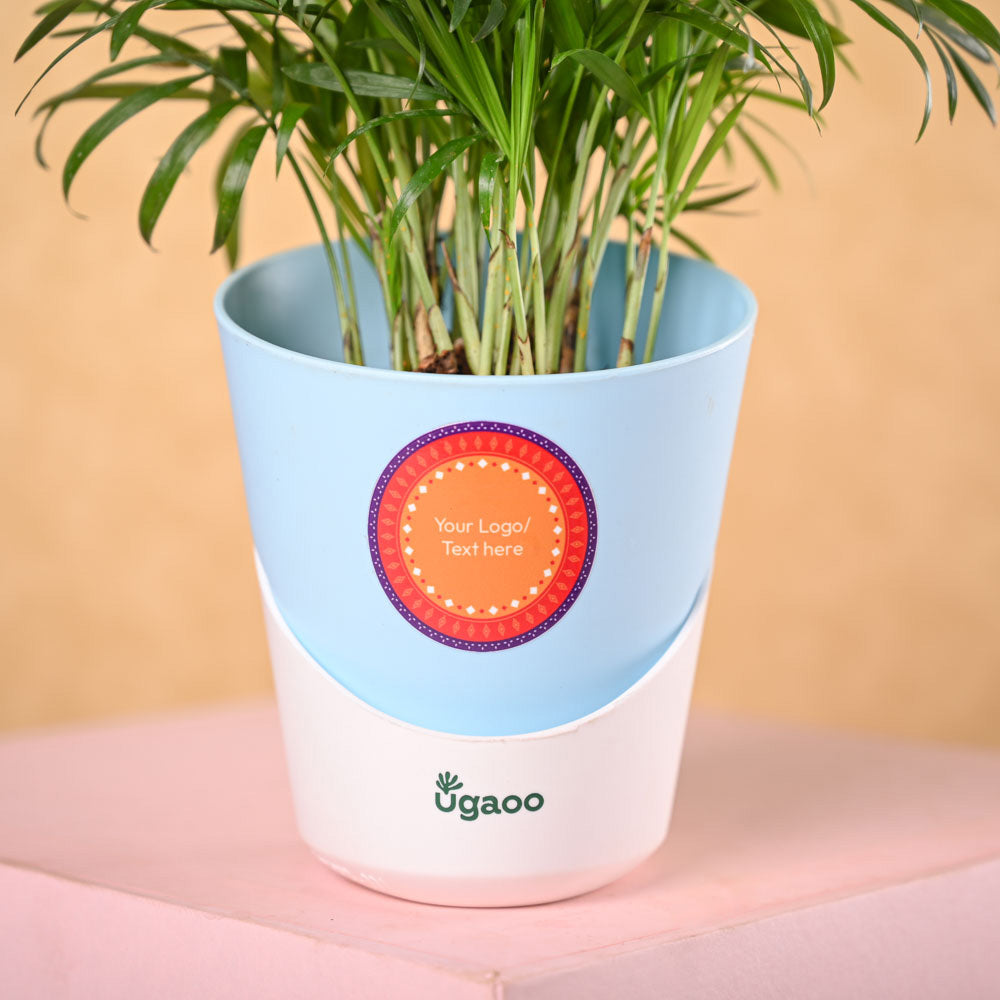 Ugaoo Bamboo Palm Plant & Phool Diwali Gift Hamper - view 3