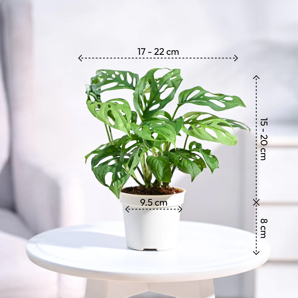 Ugaoo Broken Heart Plant - view 4