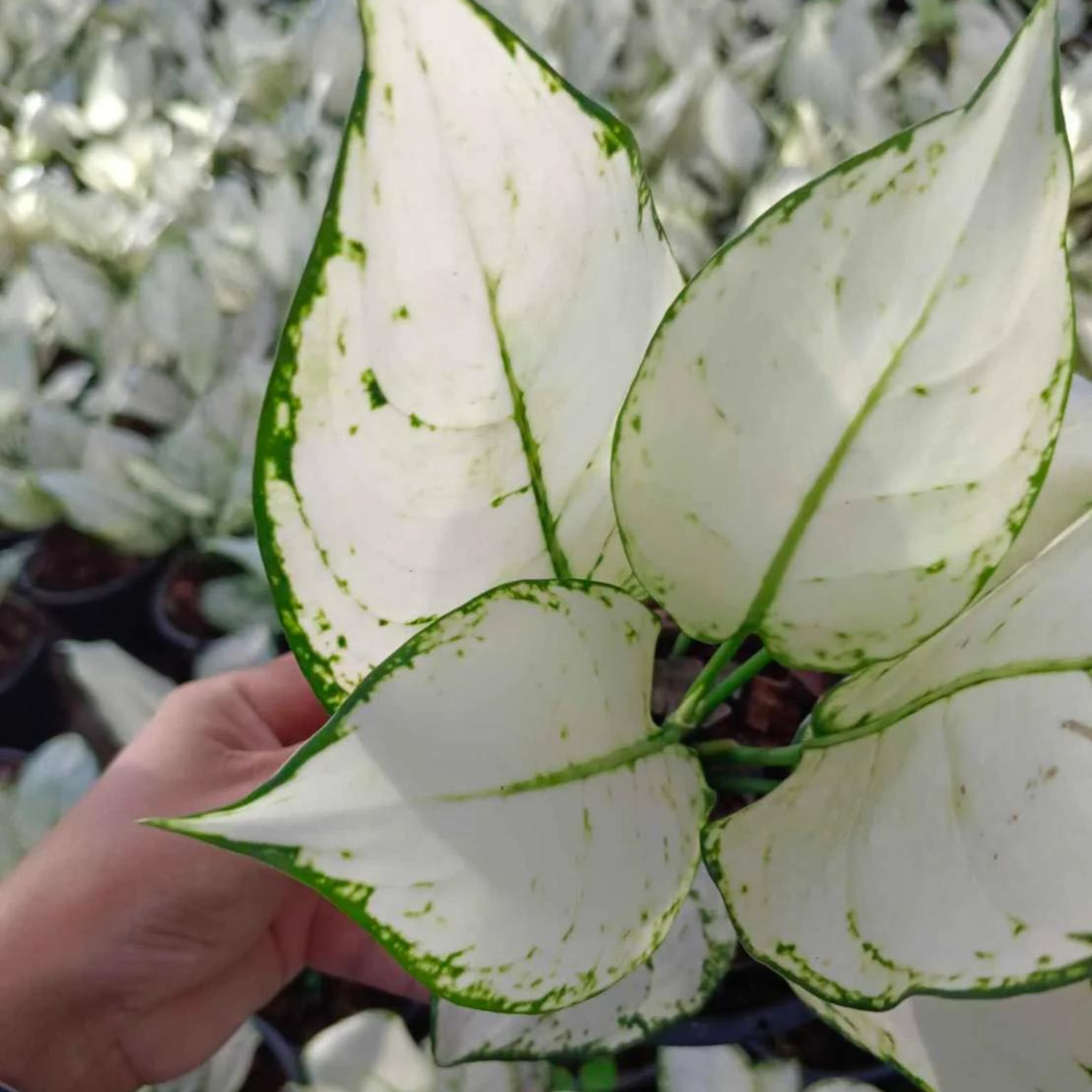 DZ Aglaonema Super White Indoor/Outdoor Live Plant