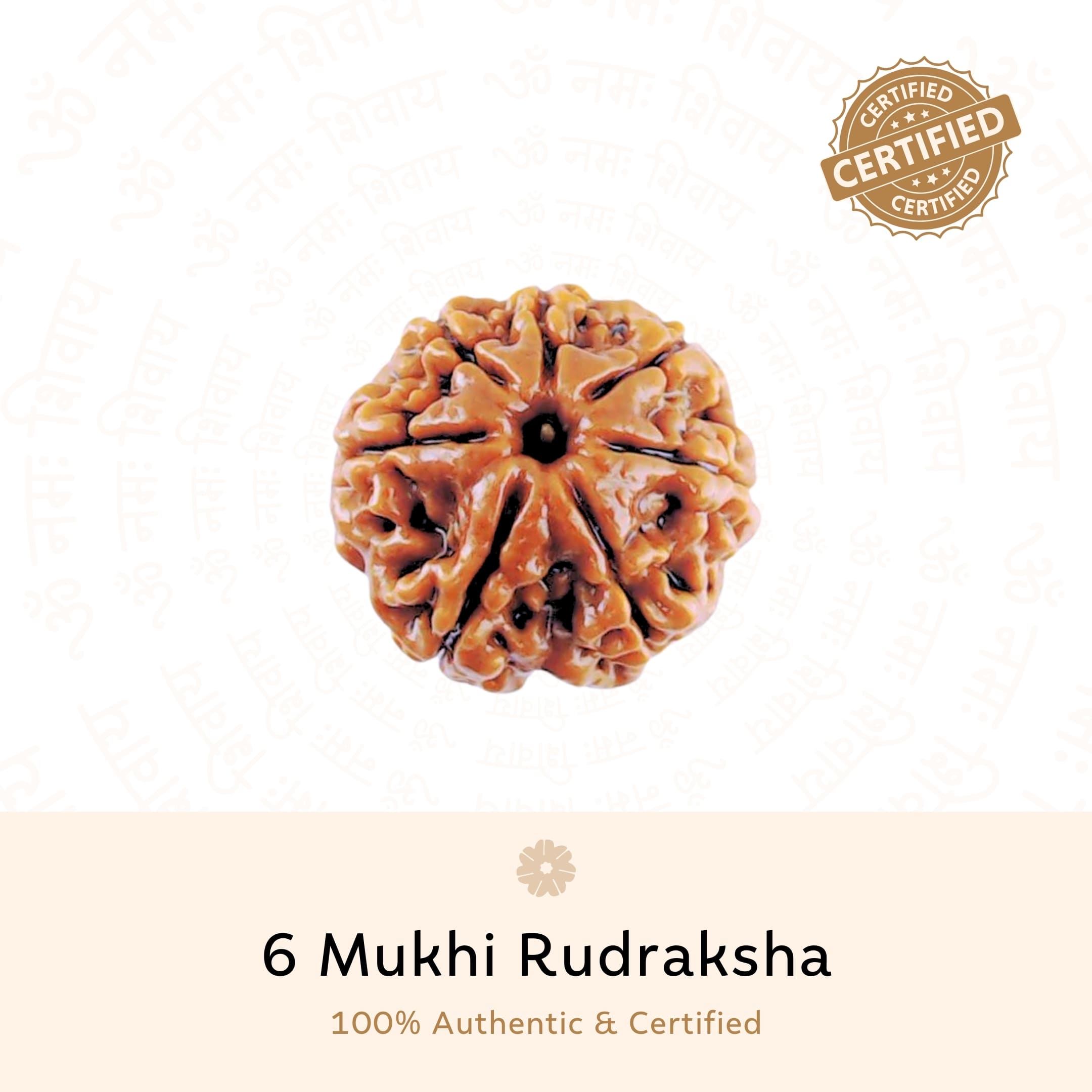 Prinjal Jewellers 6 Mukhi Rudraksha ( Nepali ) - view 2
