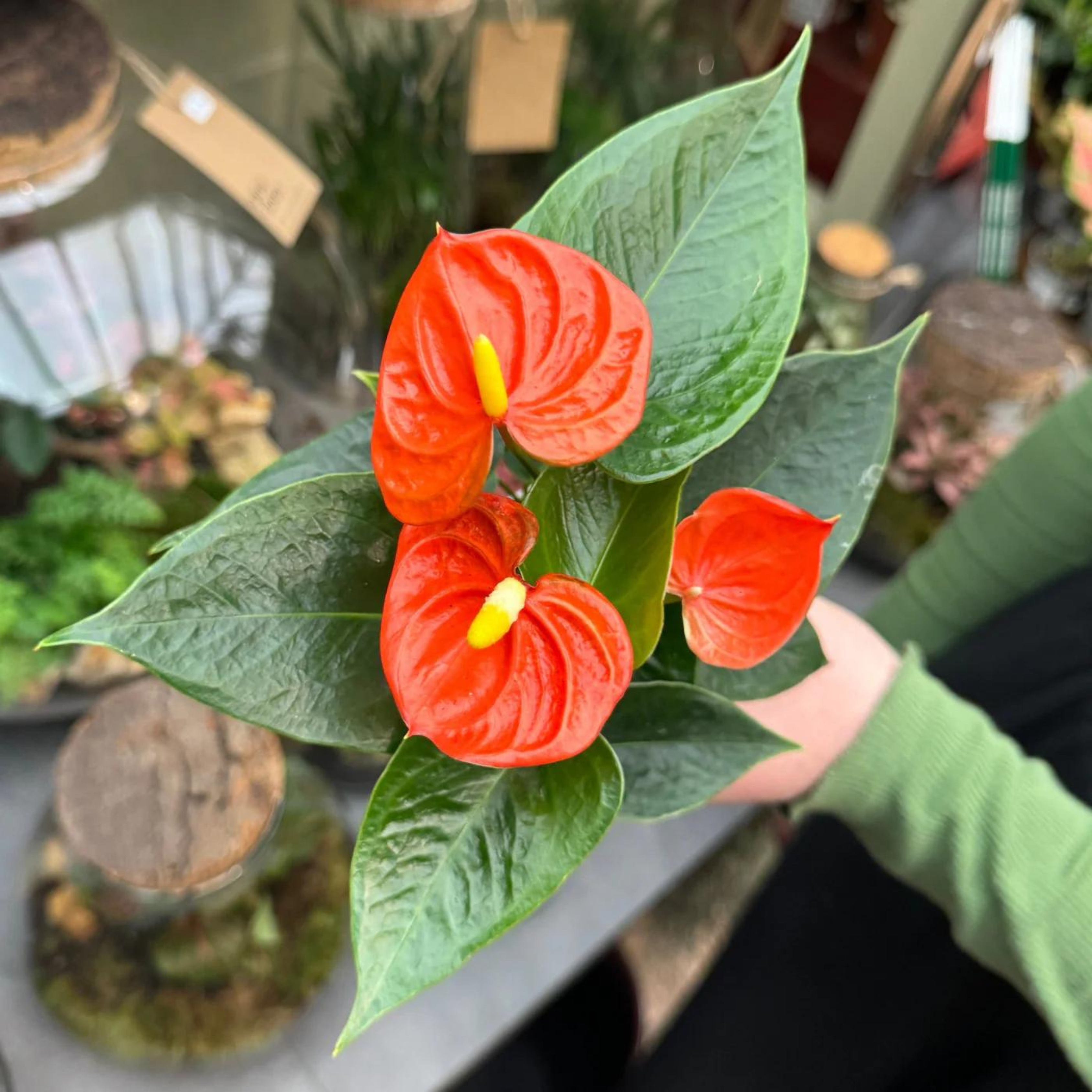 DZ Dwarf Anthurium Orange Champion Indoor/Outdoor Live Plant