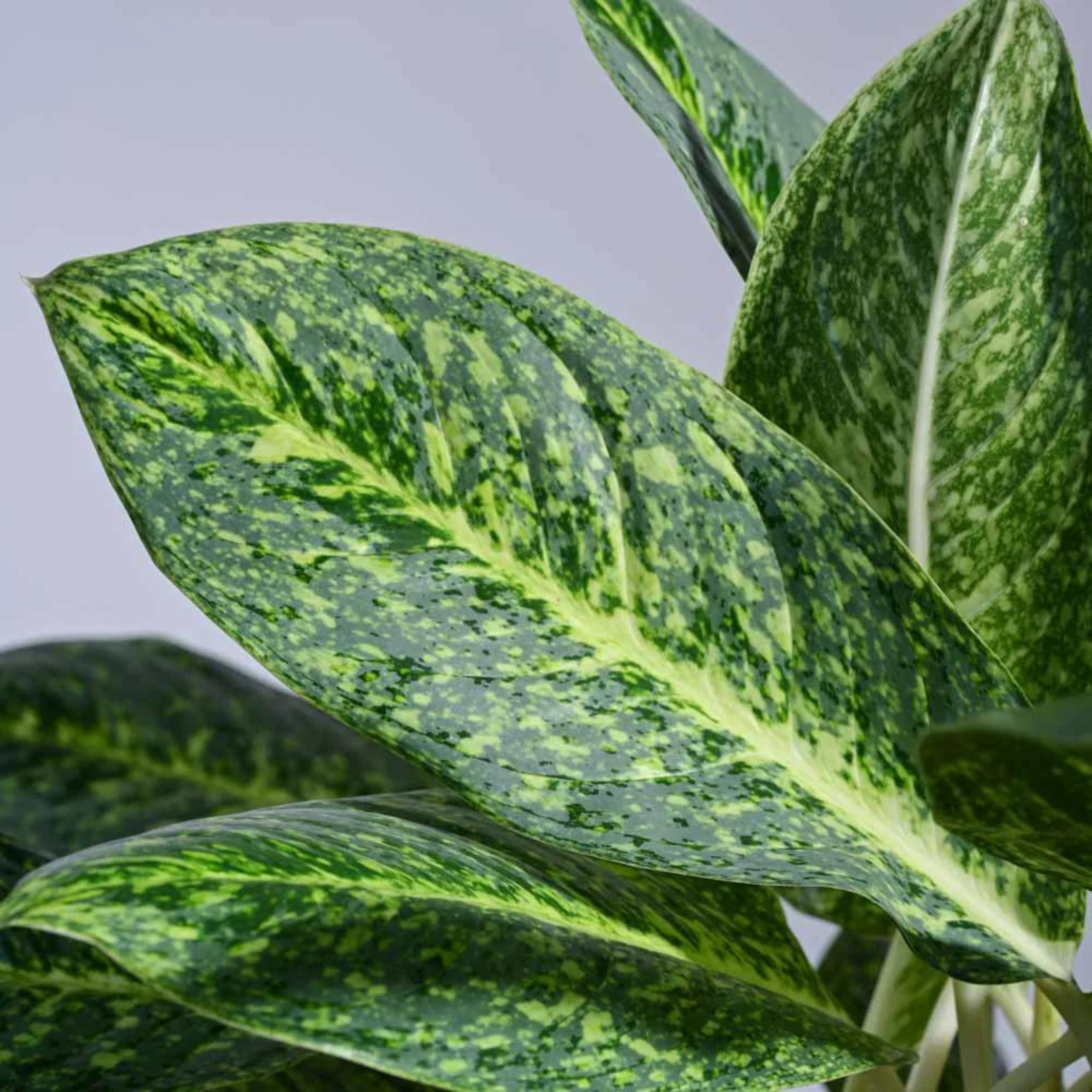 DZ Aglaonema Butterfly Indoor/Outdoor Live Plant