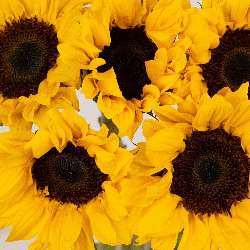 FiftyFlowers Vincent Choice Sunflowers - view 3