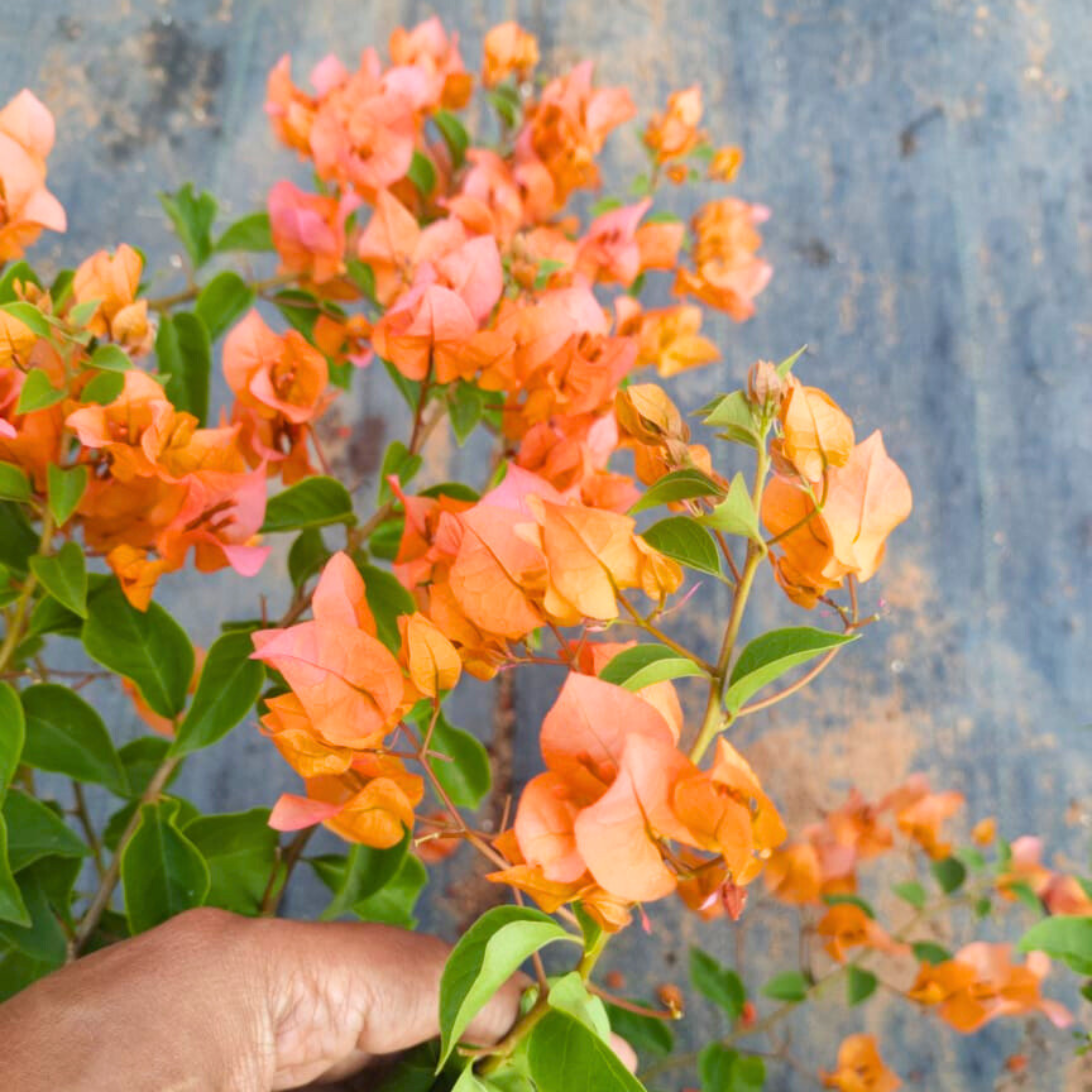 DZ Bougainvillea Chilli Orange (Paper Flower) Rare Flowering Live Plant