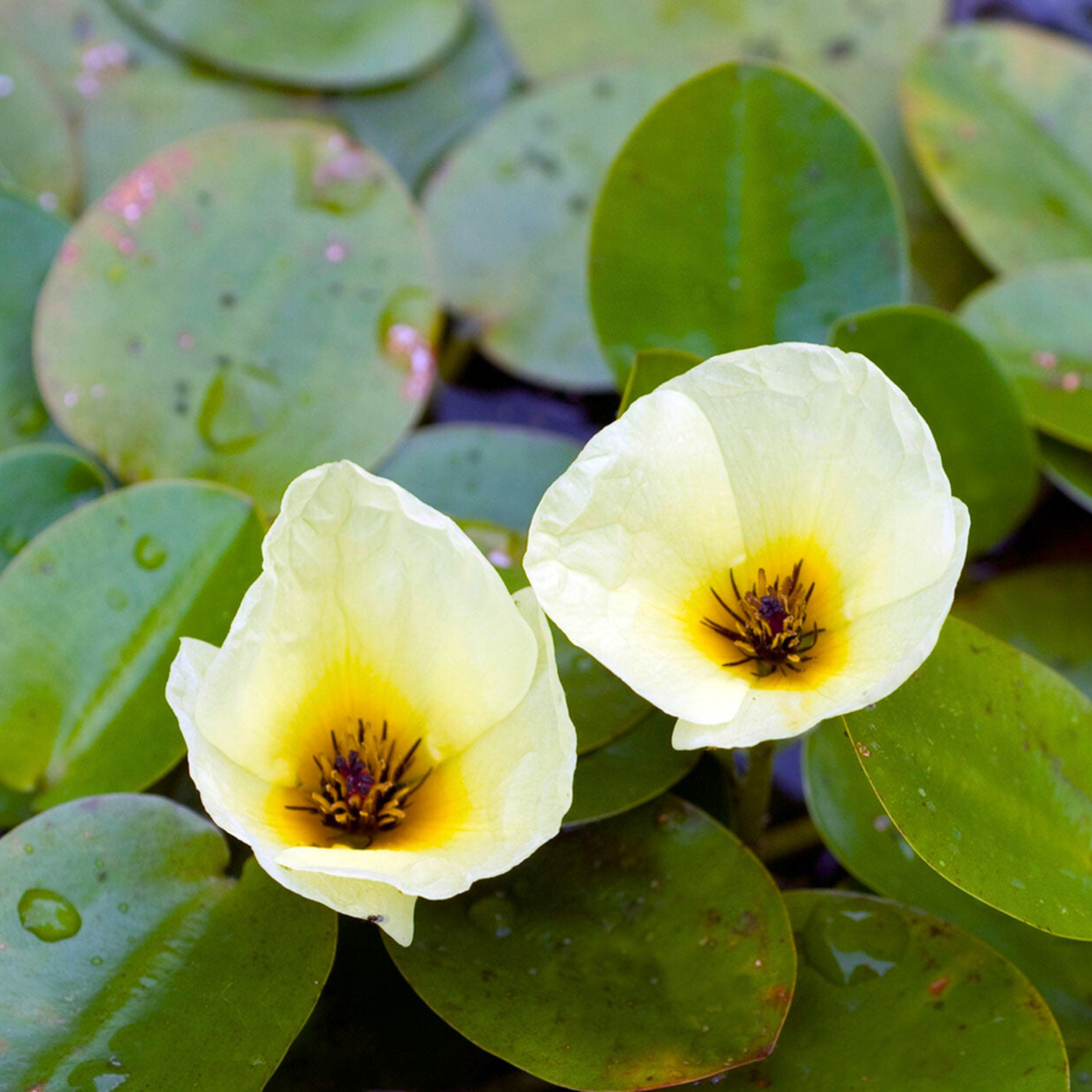 DZ Water Poppy (Hydrocleys Nymphoides) Live Plant - view 3