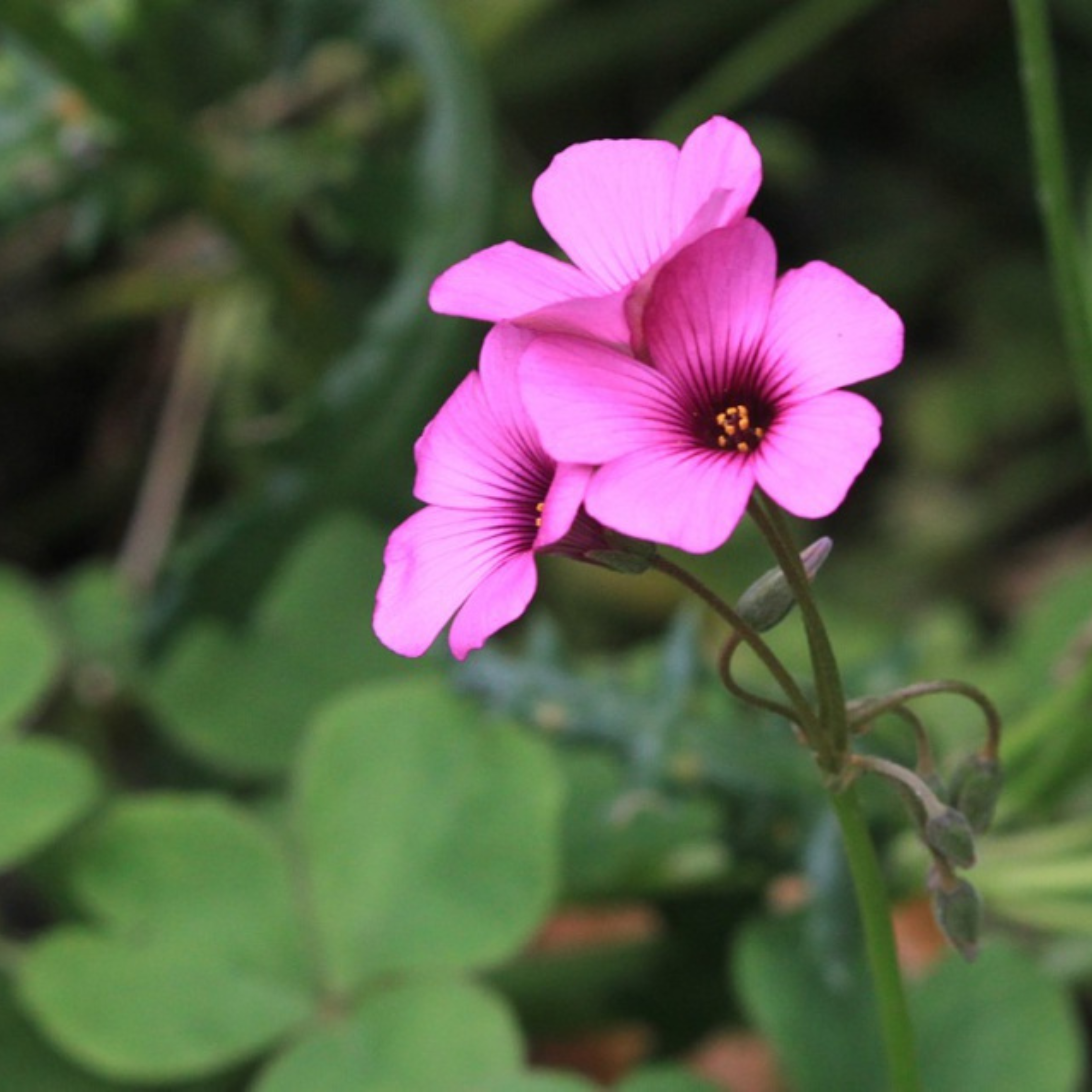 MR Oxalis Pink with Green Leaves Flowering Live Plant - view 3