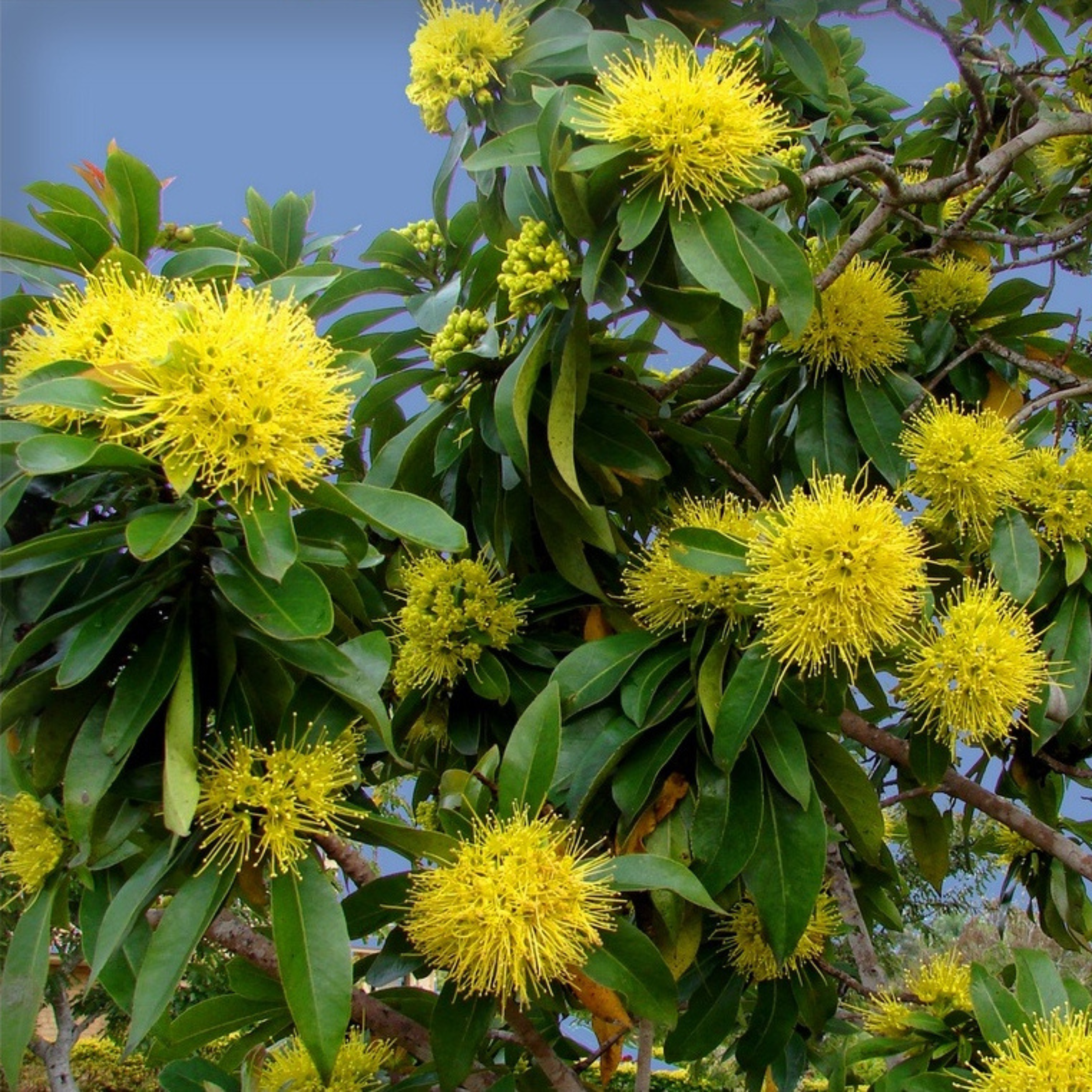DZ Golden Penda / Rosida Yellow (Xanthostemon chrysanthus) Flowering Live Plant