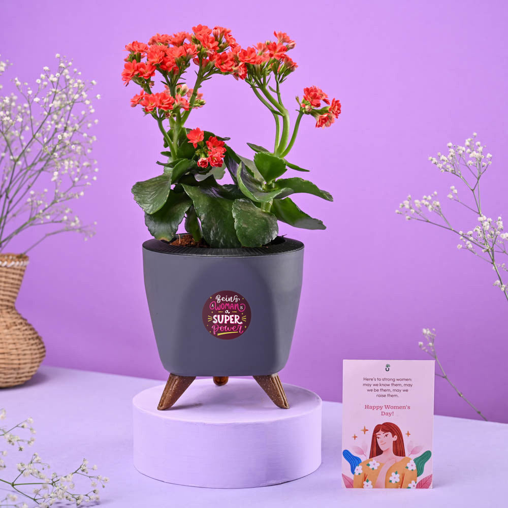 Ugaoo Kalanchoe Red Women's Day Gift