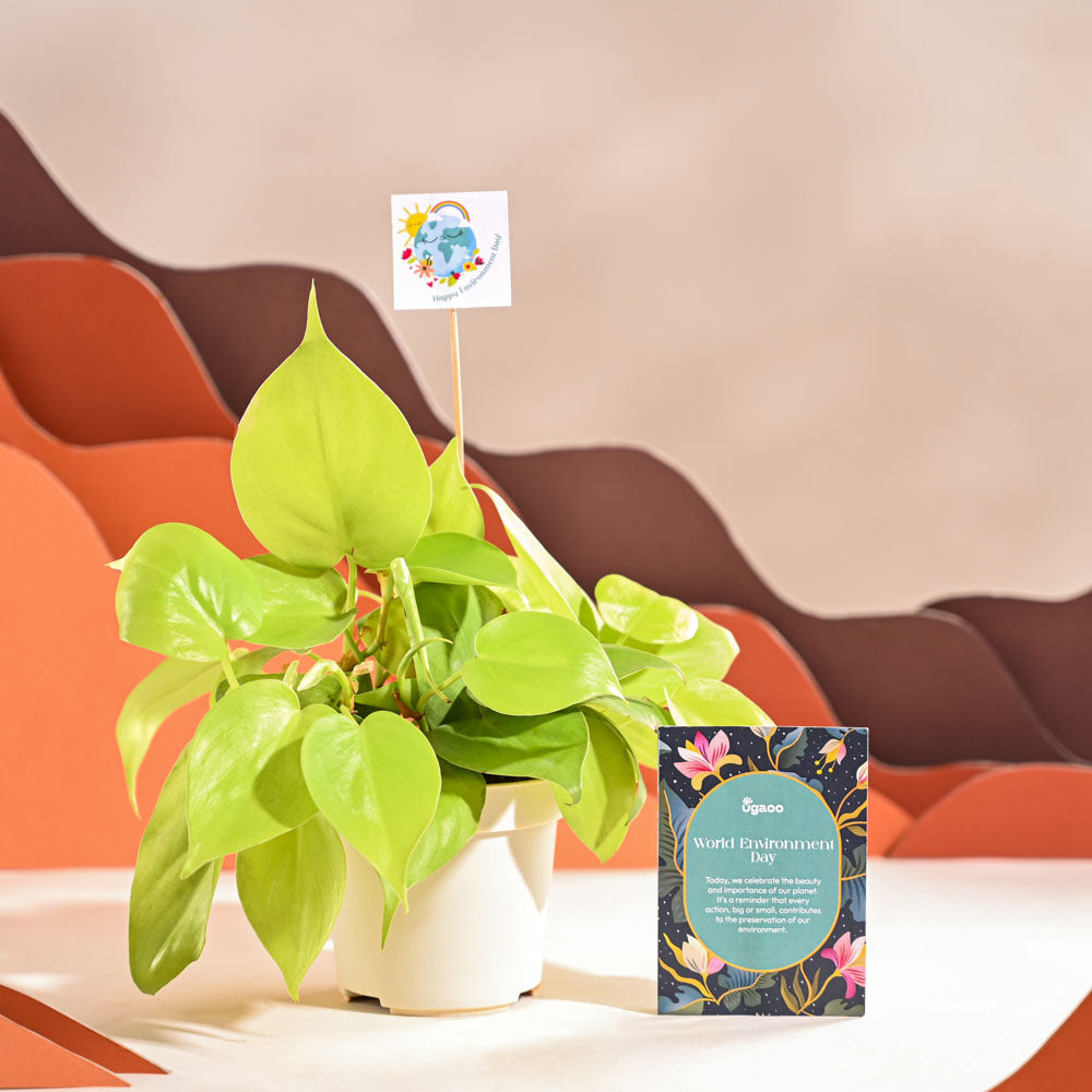 Ugaoo Philodendron Oxycardium Golden Plant For Environment Day Gifting - view 9