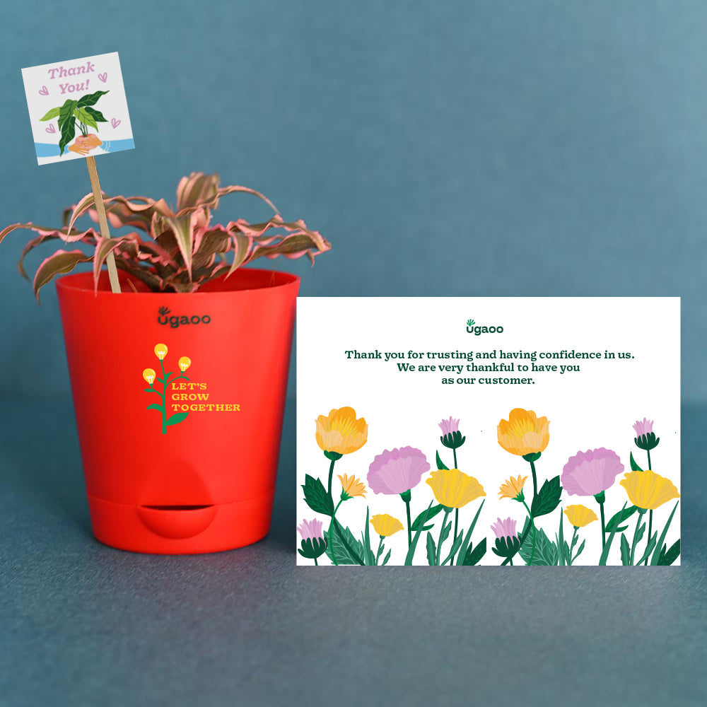 Ugaoo Earth Star Plant and Eco Goodies Bag - view 4
