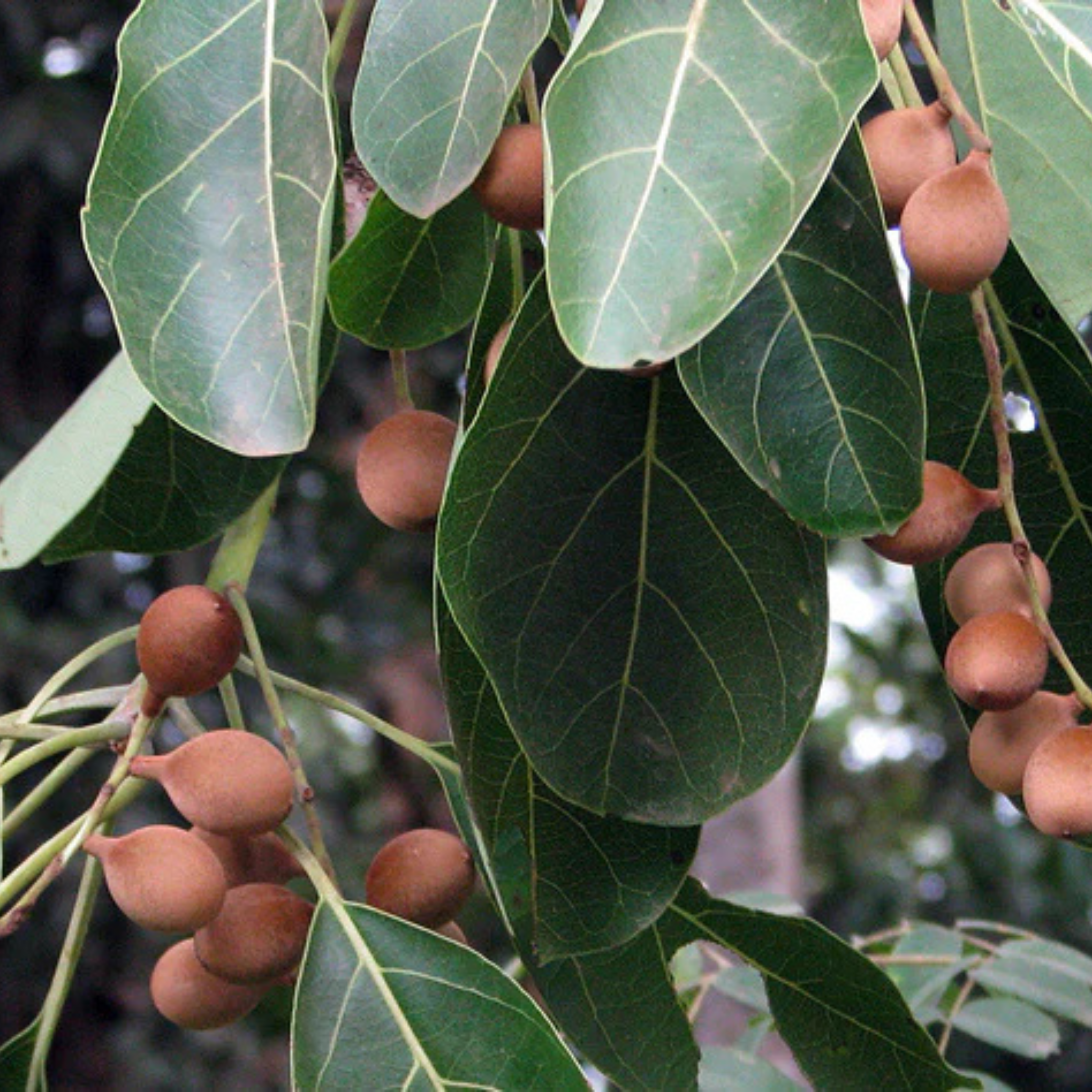 DZ Bahera / Beach Almond (Terminalia bellirica) Medicinal Live Plant