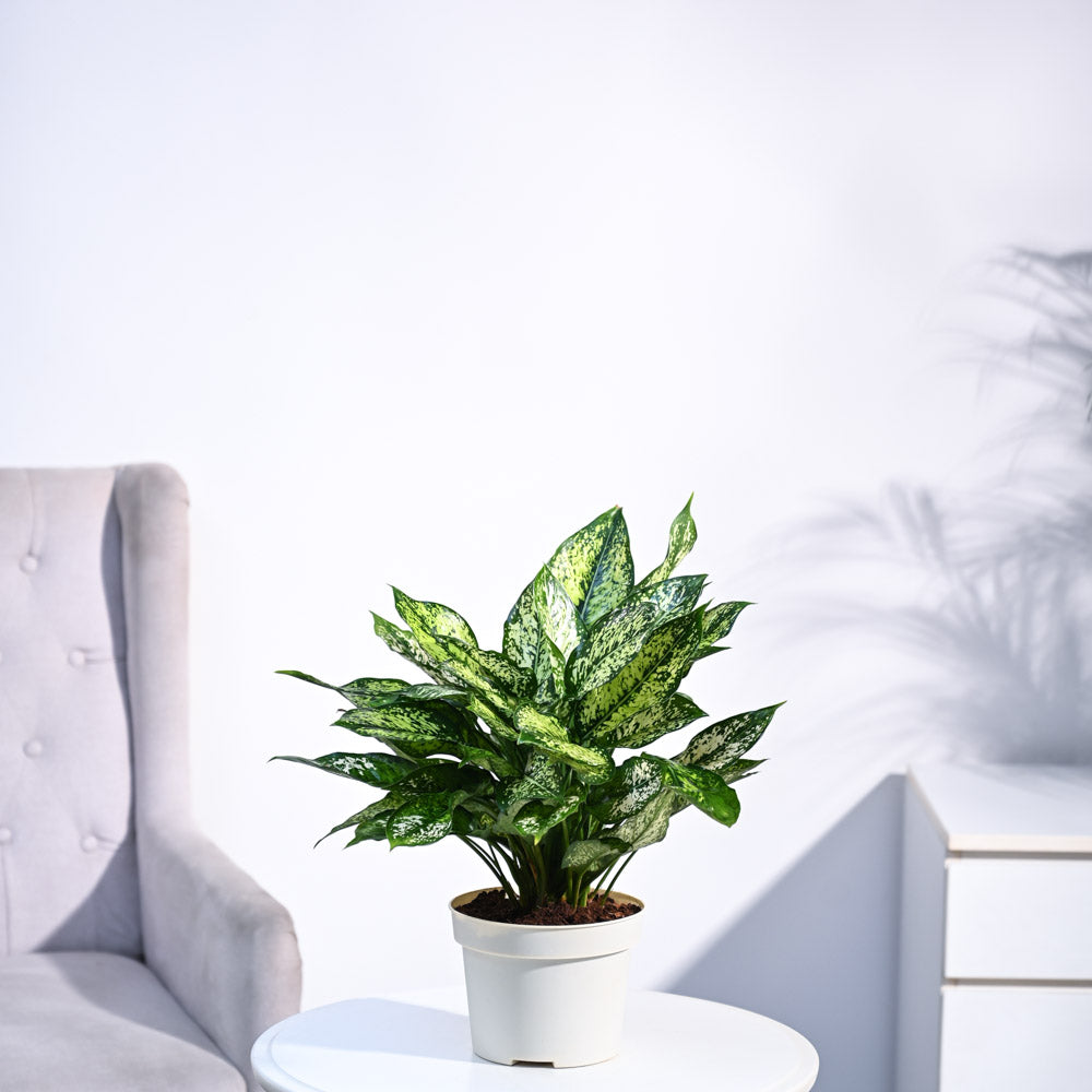 Ugaoo Aglaonema Snow White Plant - view 9