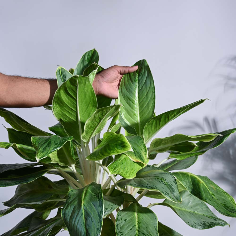 Ugaoo Aglaonema Ice Plant - XL - view 5