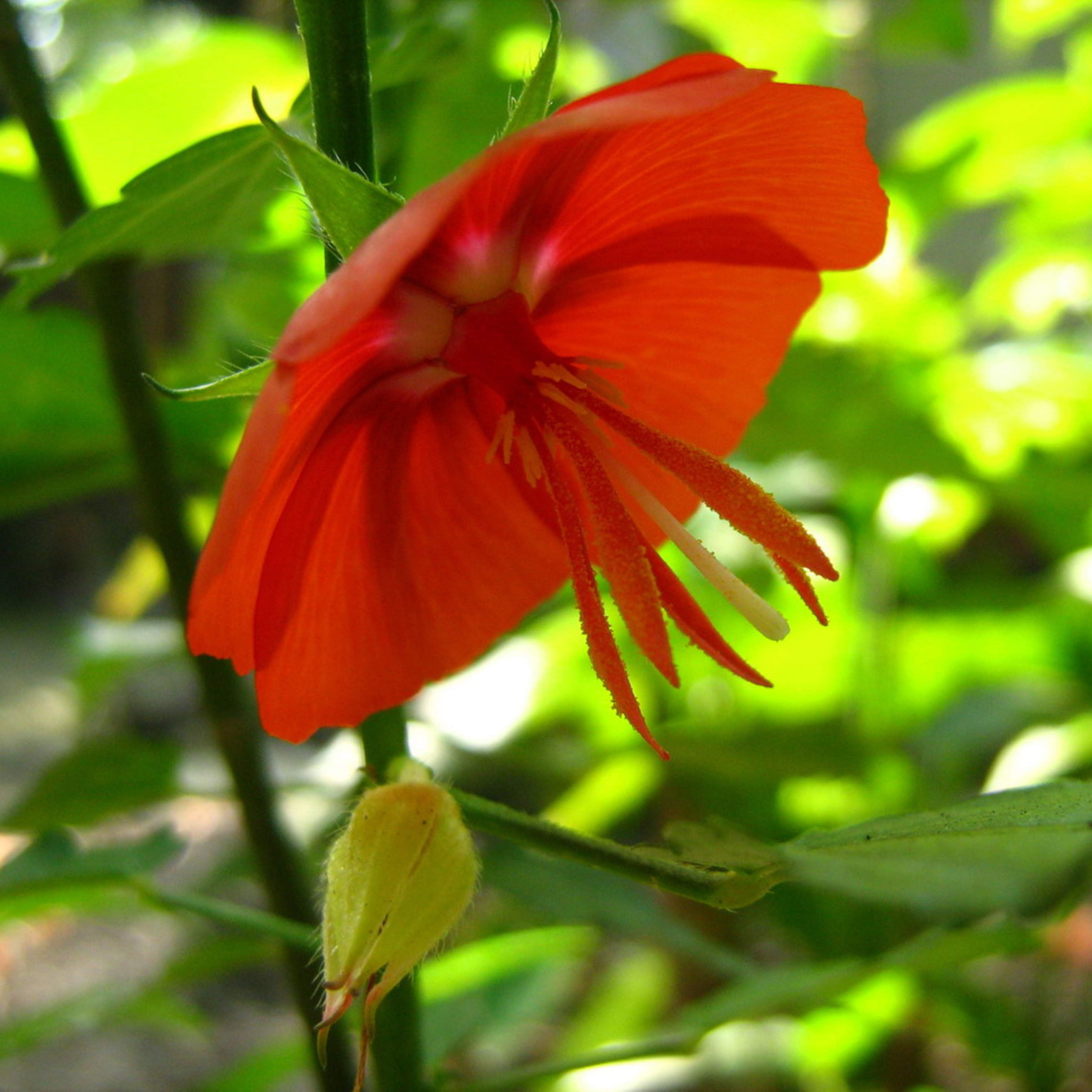 MR Midday / Scarlet Mallow Red (Pentapetes phoenicea) Rare Flowering Live Plant - view 4