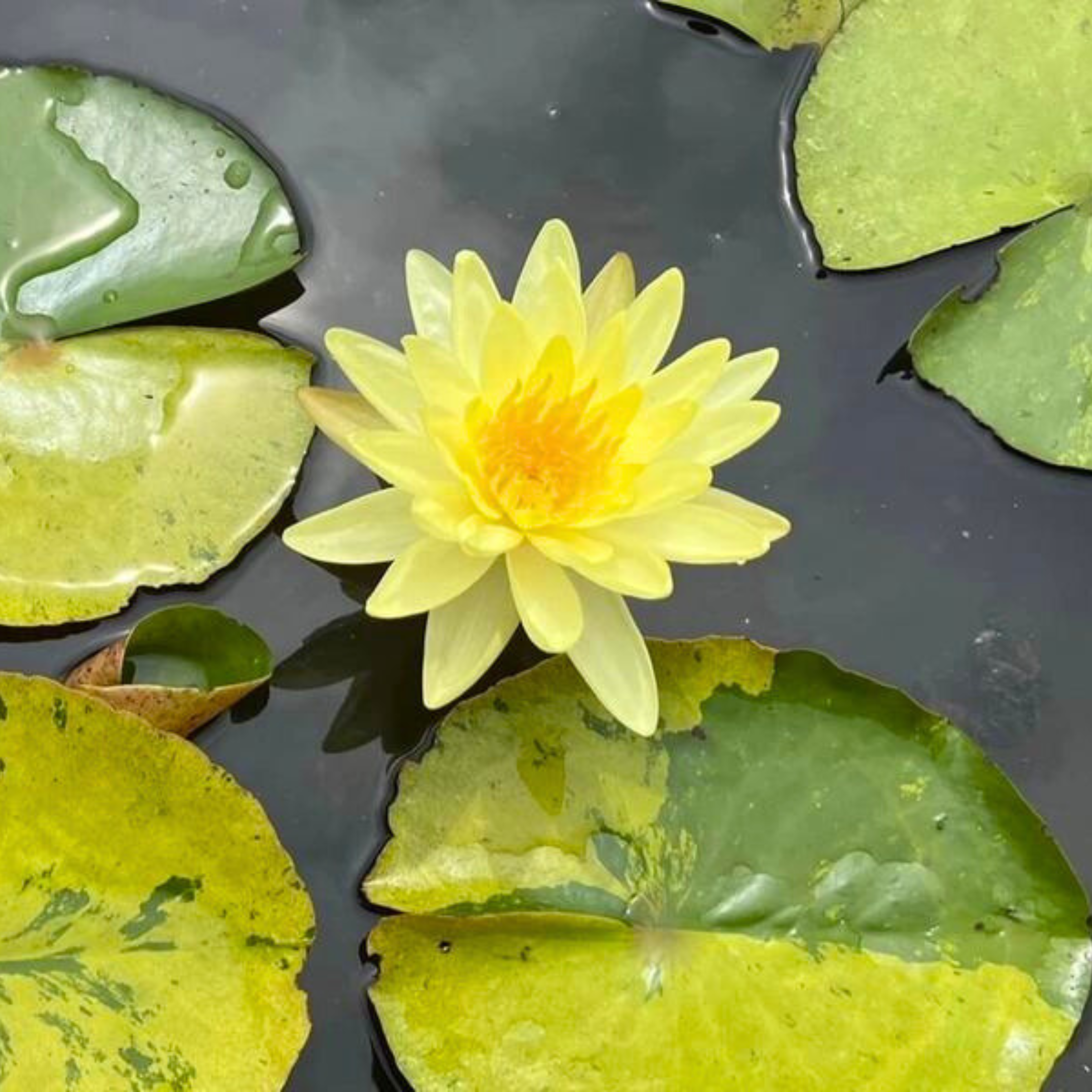 DZ 'Tong Longya' Water Lily (Variegated Leaf) - view 4