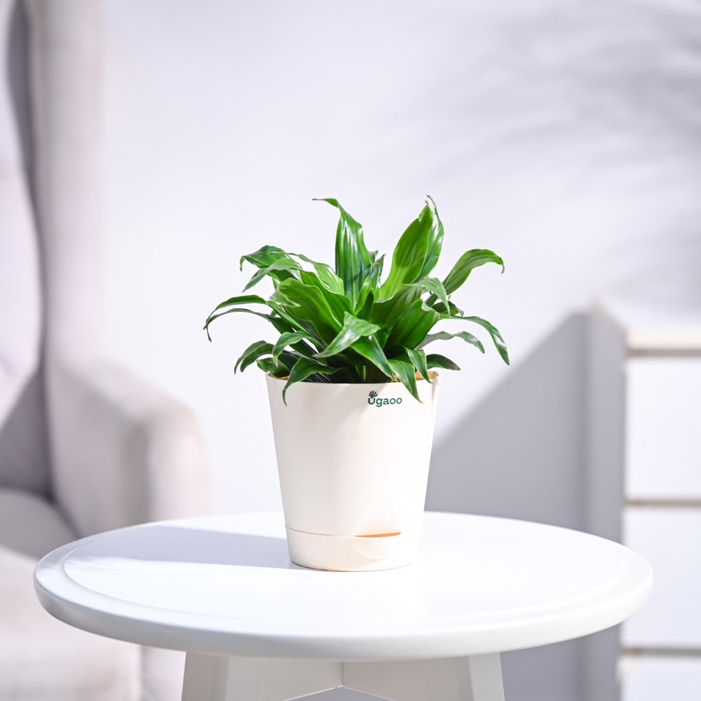 Ugaoo Dracaena Compacta Plant