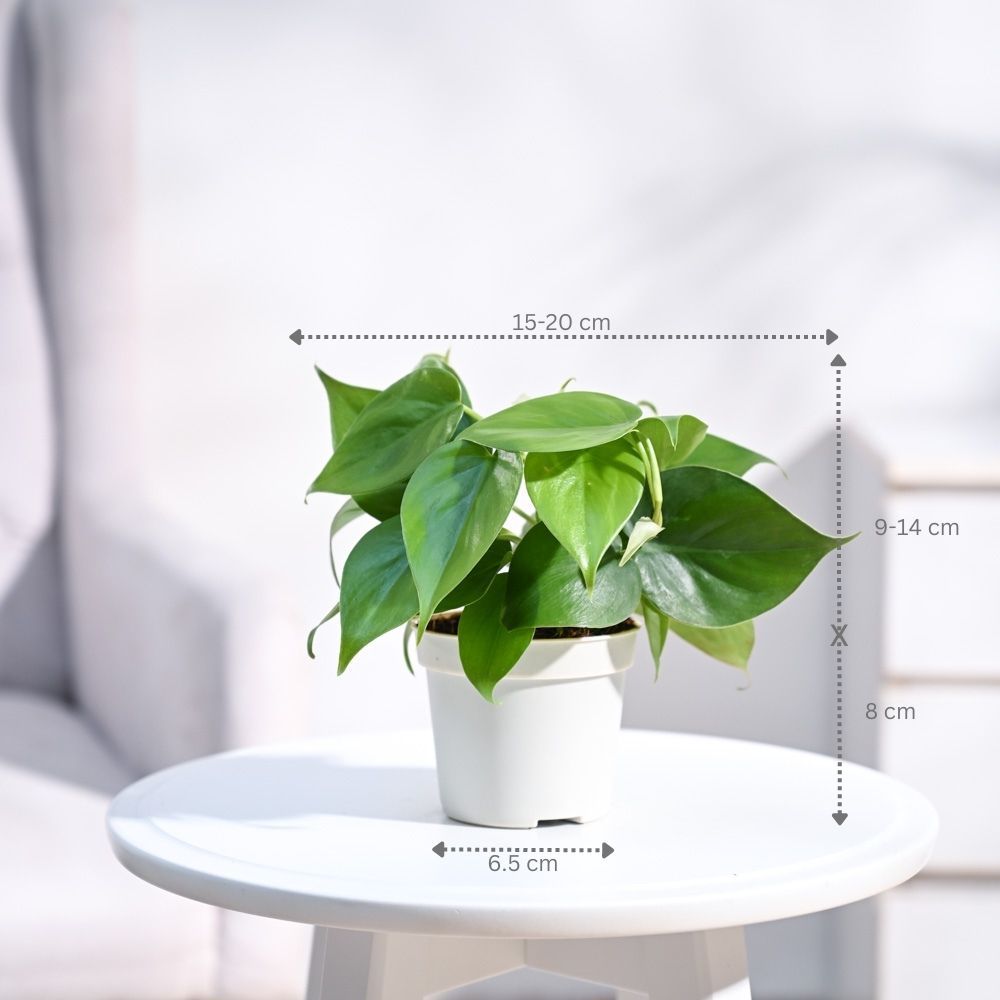 Ugaoo Philodendron Oxycardium Green Plant with GroPot - view 3