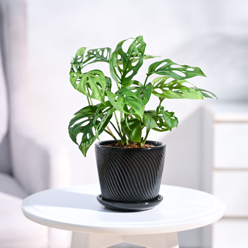 Ugaoo Broken Heart Plant - view 63