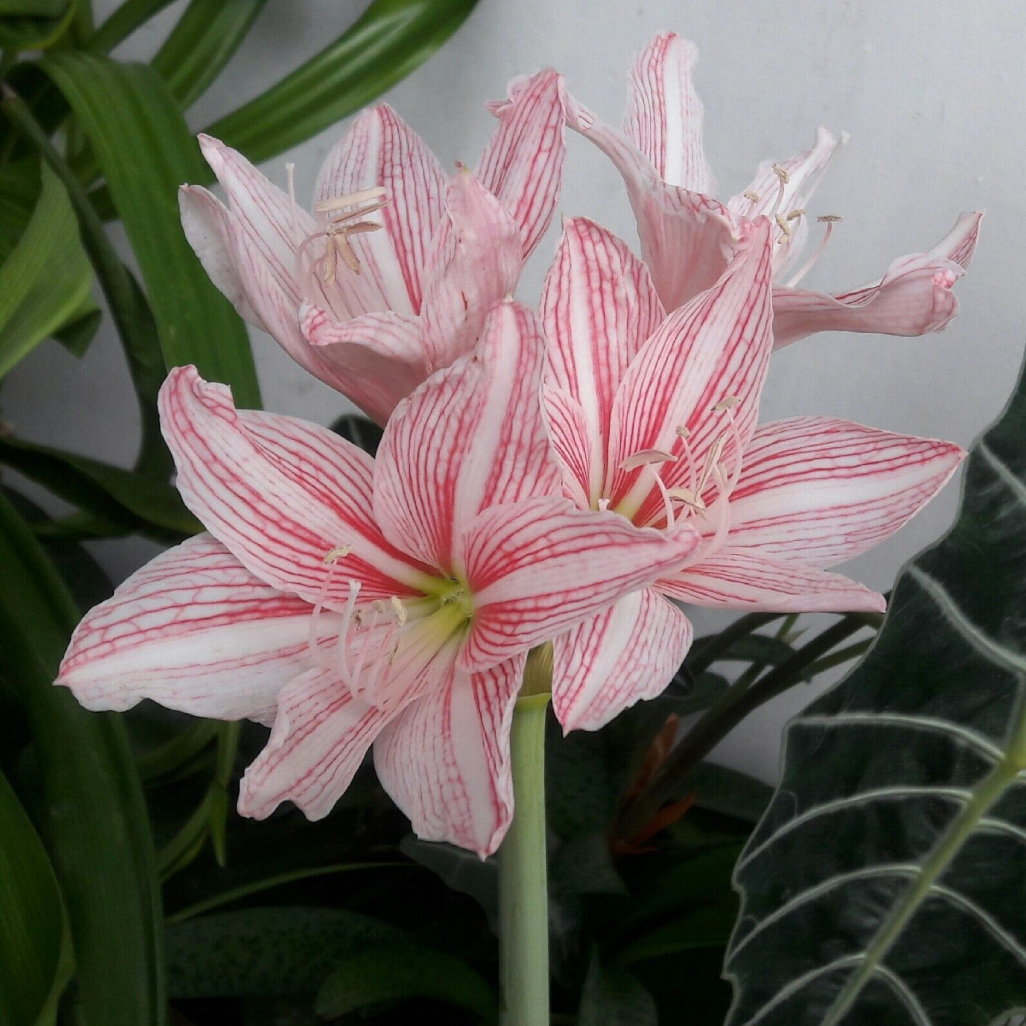 MR Amaryllis Pink (Hippeastrum reticulatum) Flowering Live Plant - view 3