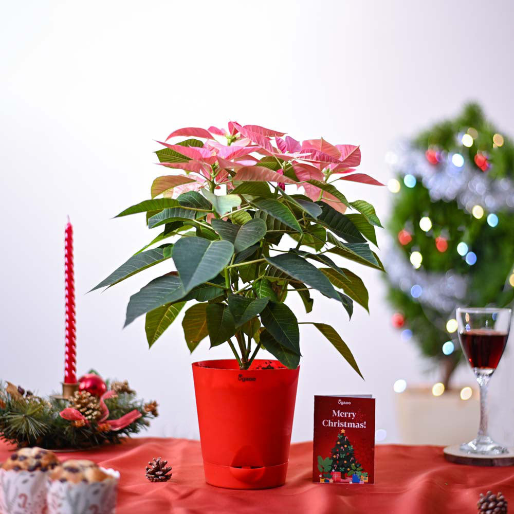 Ugaoo Poinsettia Pink Plant Christmas Gift - view 2