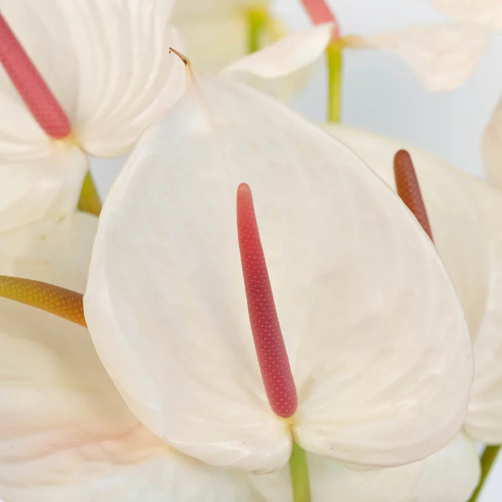 FiftyFlowers Anthurium Seashell White Tropical Flower