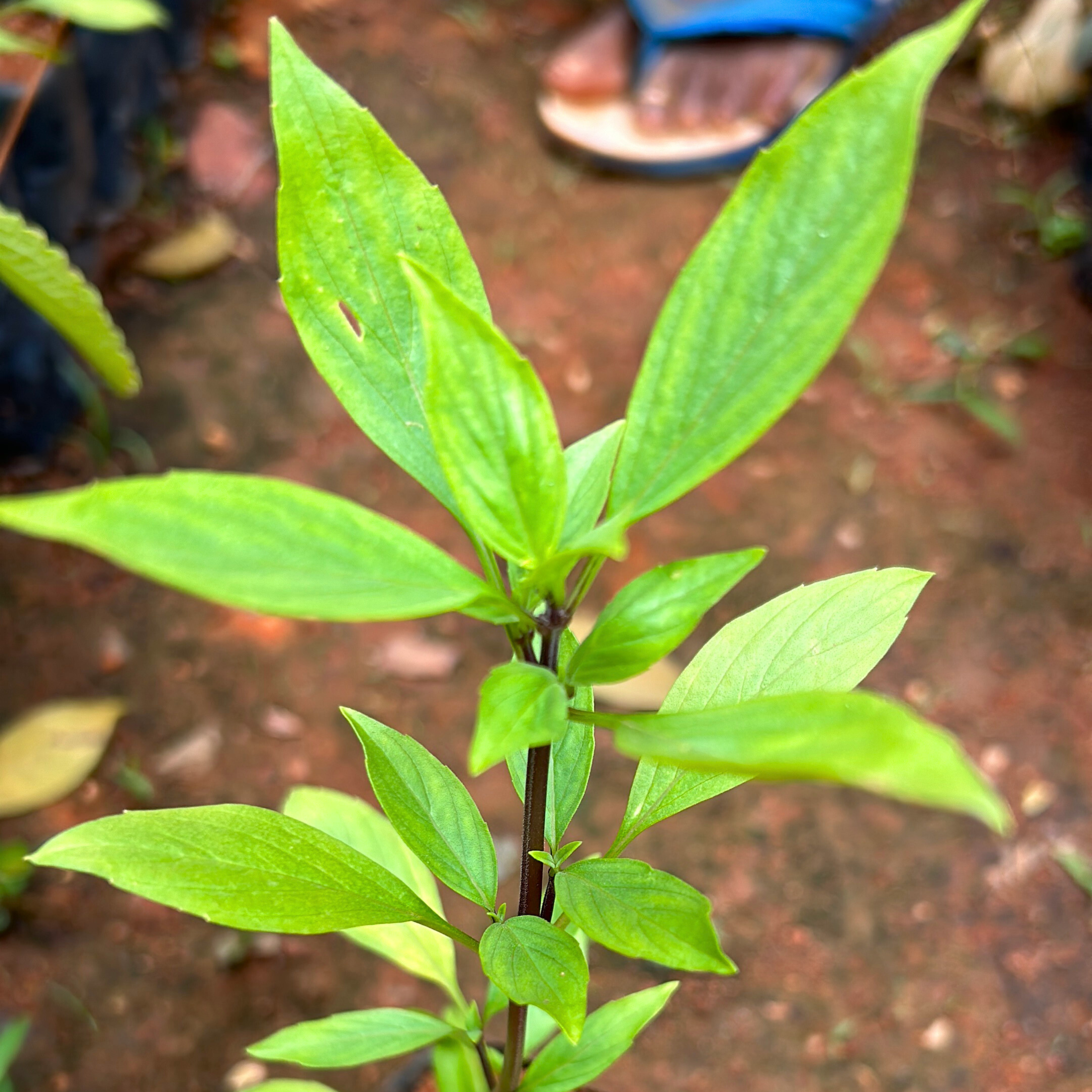 MR Thai Sweet Basil Medicinal Live Plant