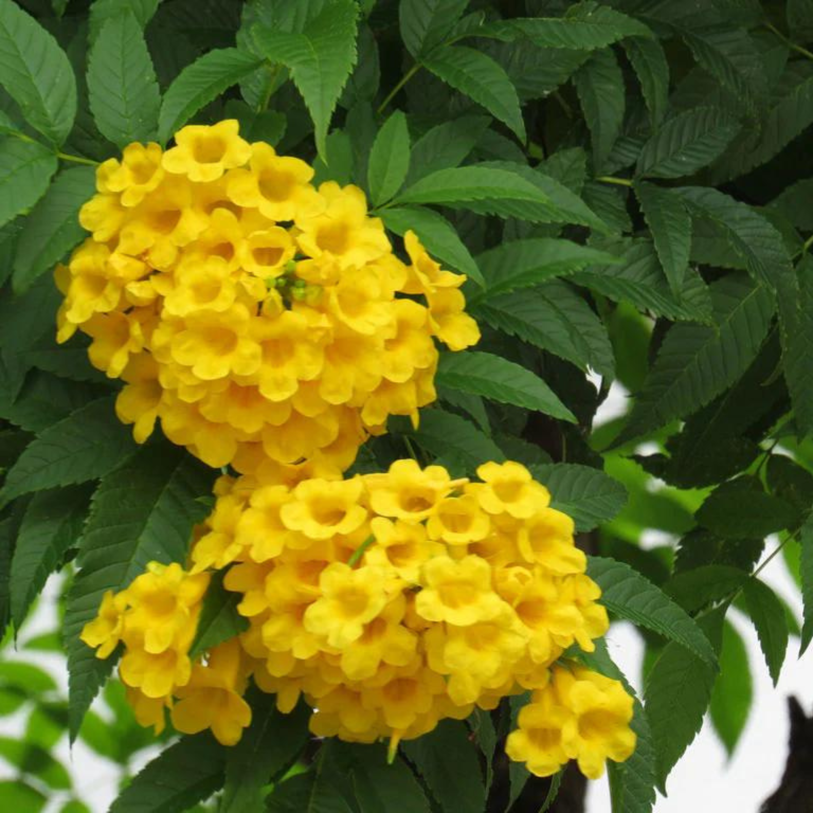 DZ Tecoma Yellow (Golden Bells) All Time Flowering Live Plant
