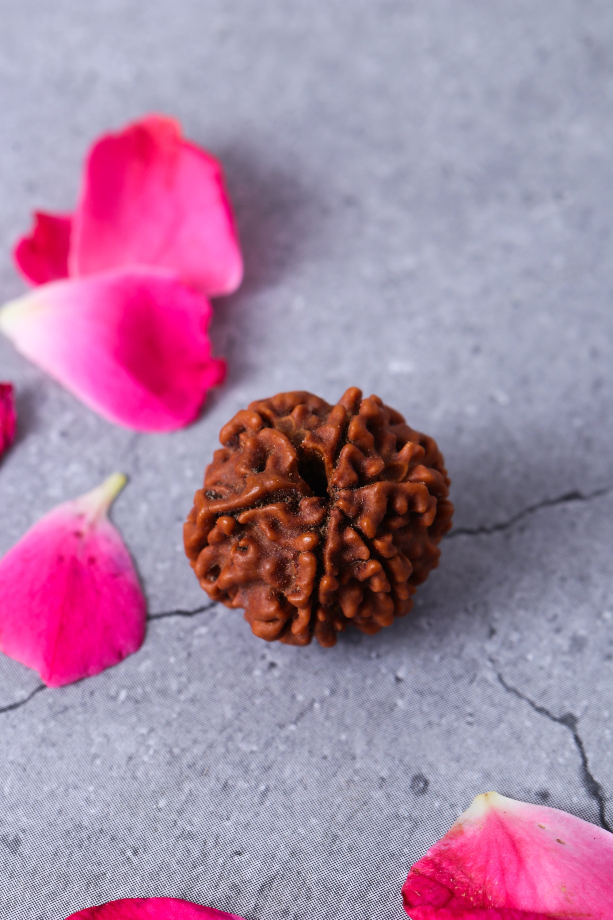 Studio Vaidik 6 mukhi Natural Rudraksha - view 2