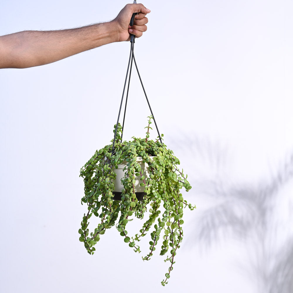 Ugaoo Trailing Jade(Weeping Jade) With Hanging Pot - view 5