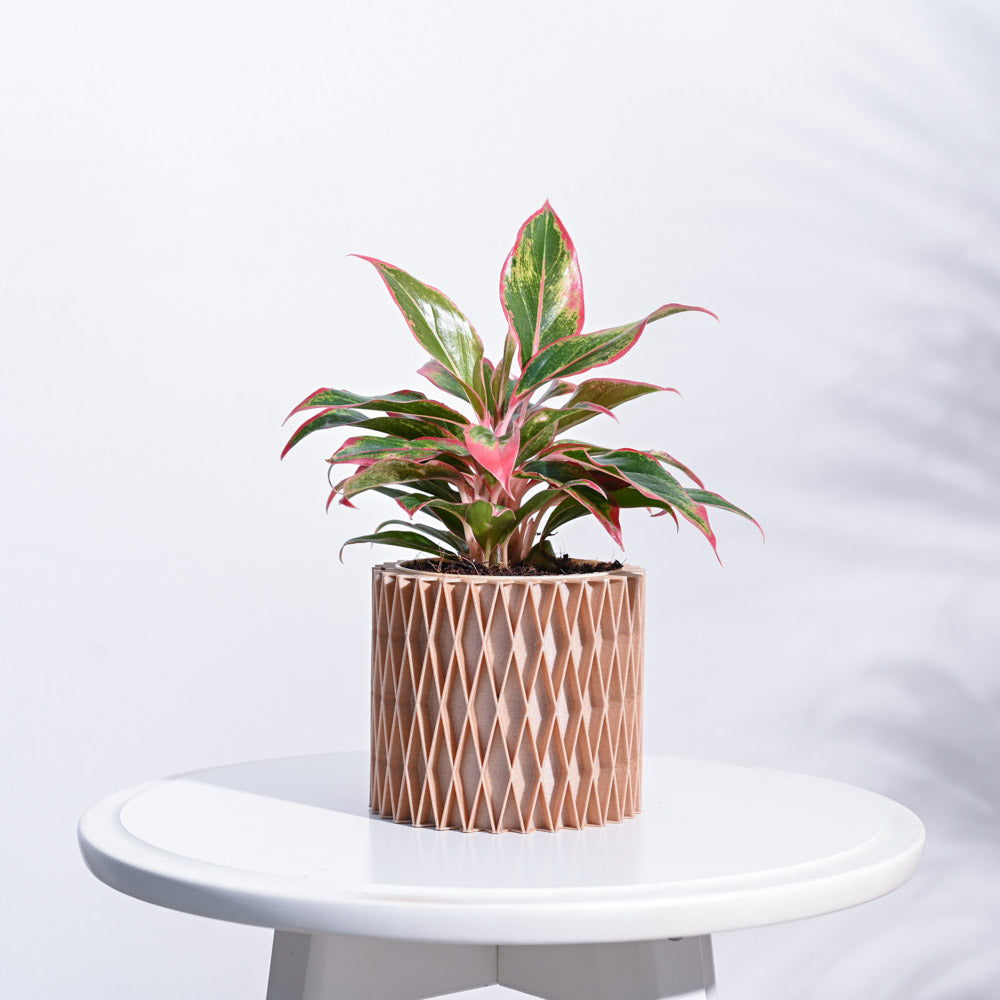 Ugaoo Interlace Charm Wooden Pot