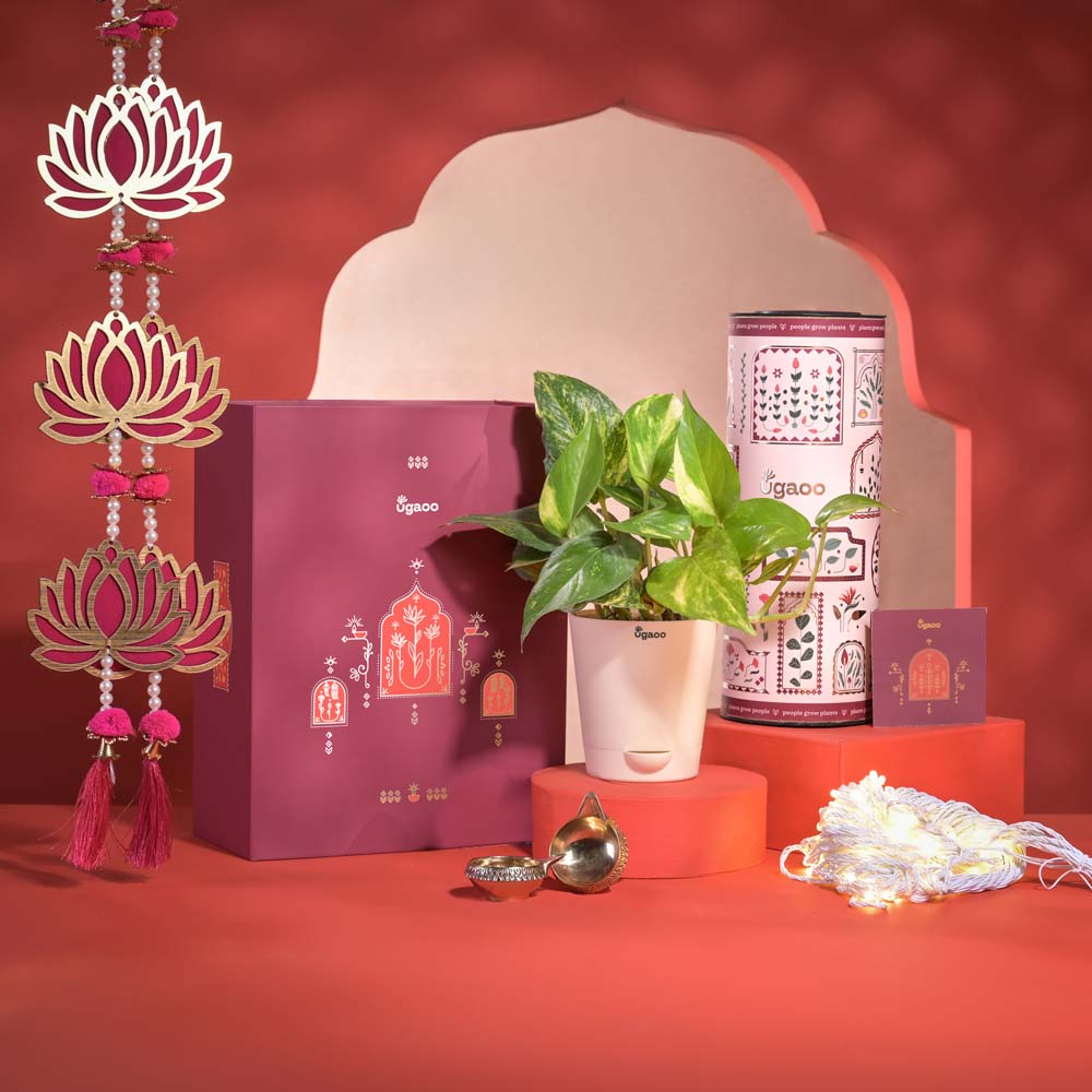 Ugaoo Good Vibes Diwali Gift Hamper