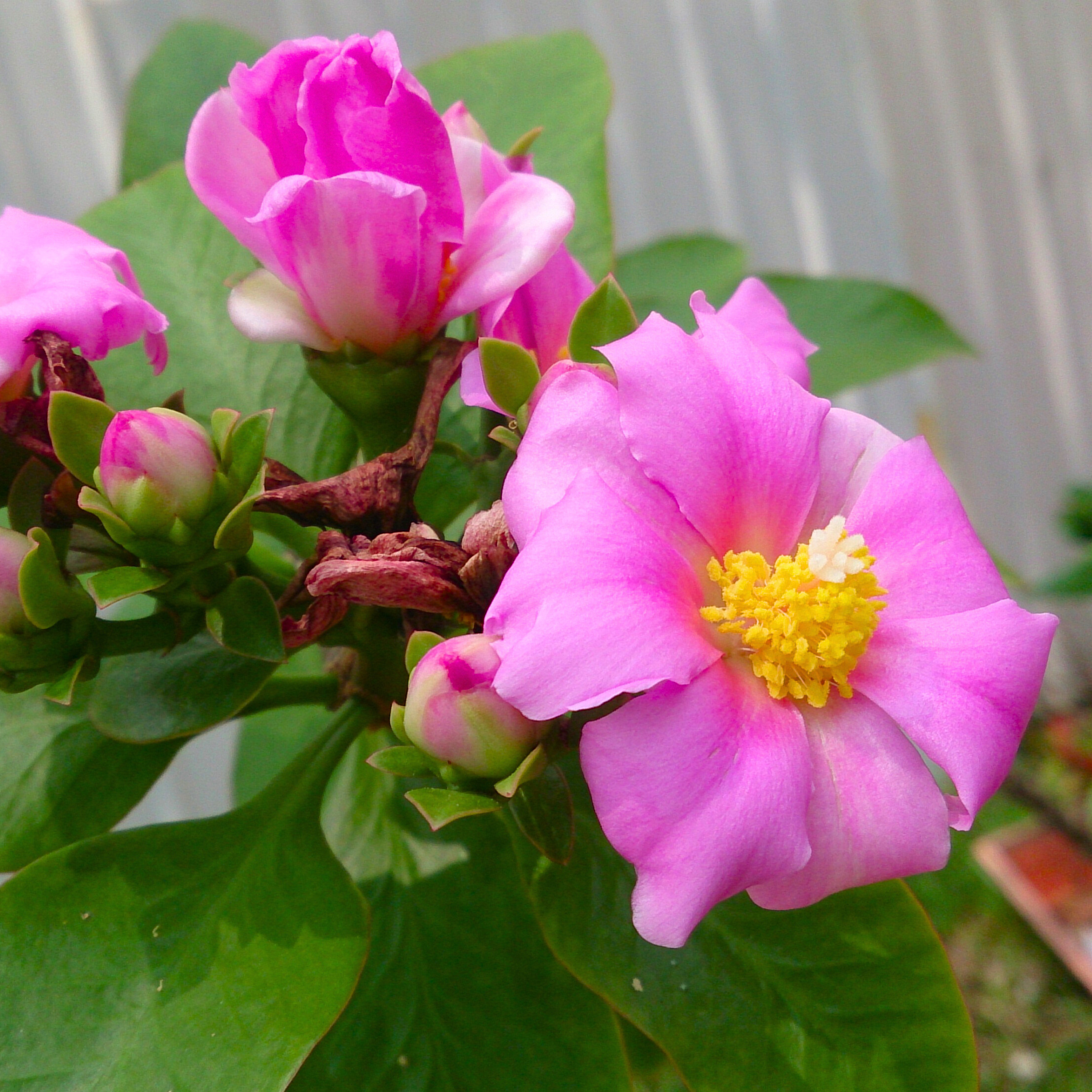MR Wax Rose Pink (Rhodocactus grandifolius) Rare Flowering Live Plant - view 3