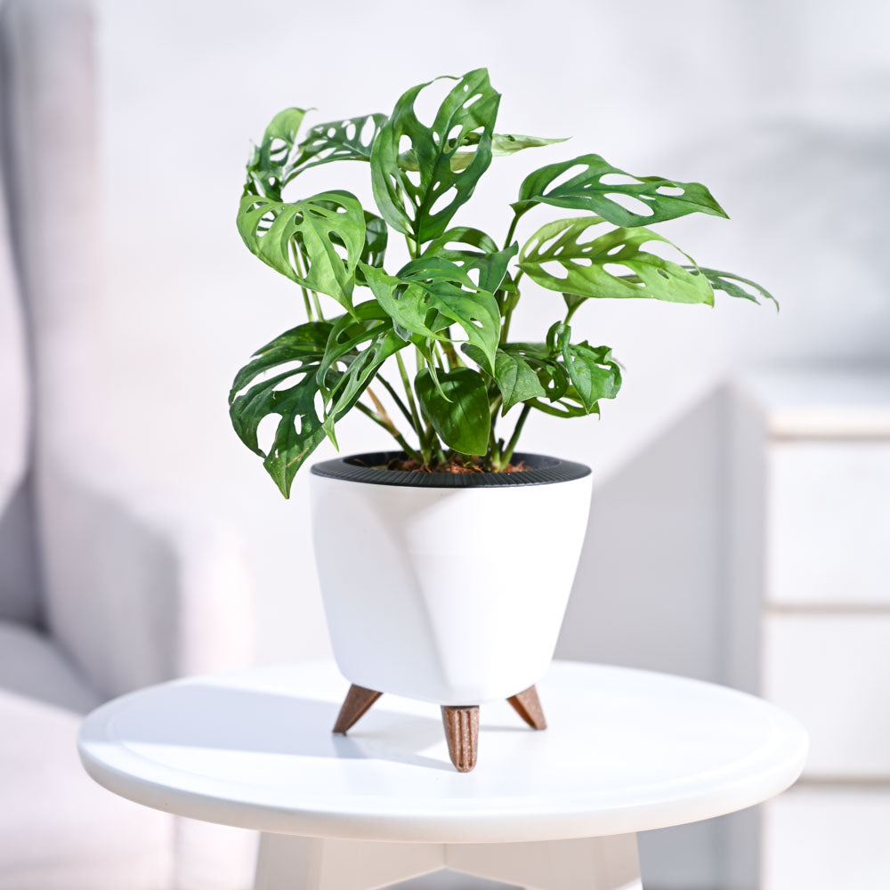Ugaoo Broken Heart Plant - view 59