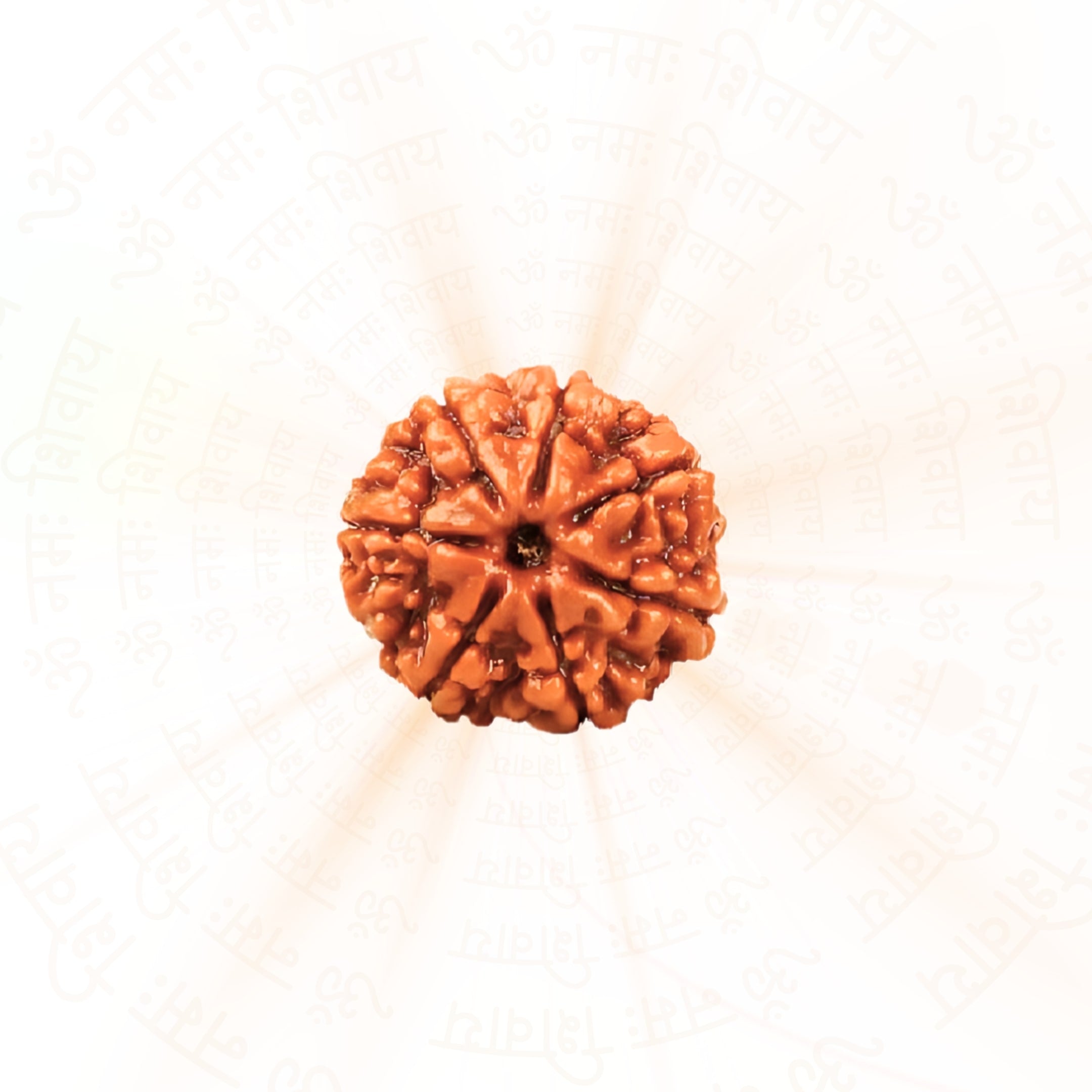 Prinjal Jewellers 7 Mukhi Rudraksha ( Nepali )