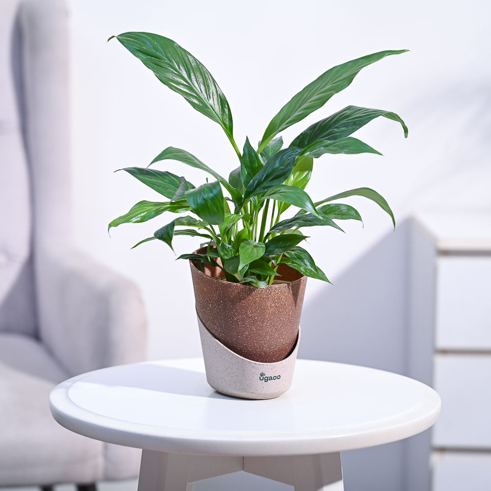 Ugaoo Peace Lily Plant