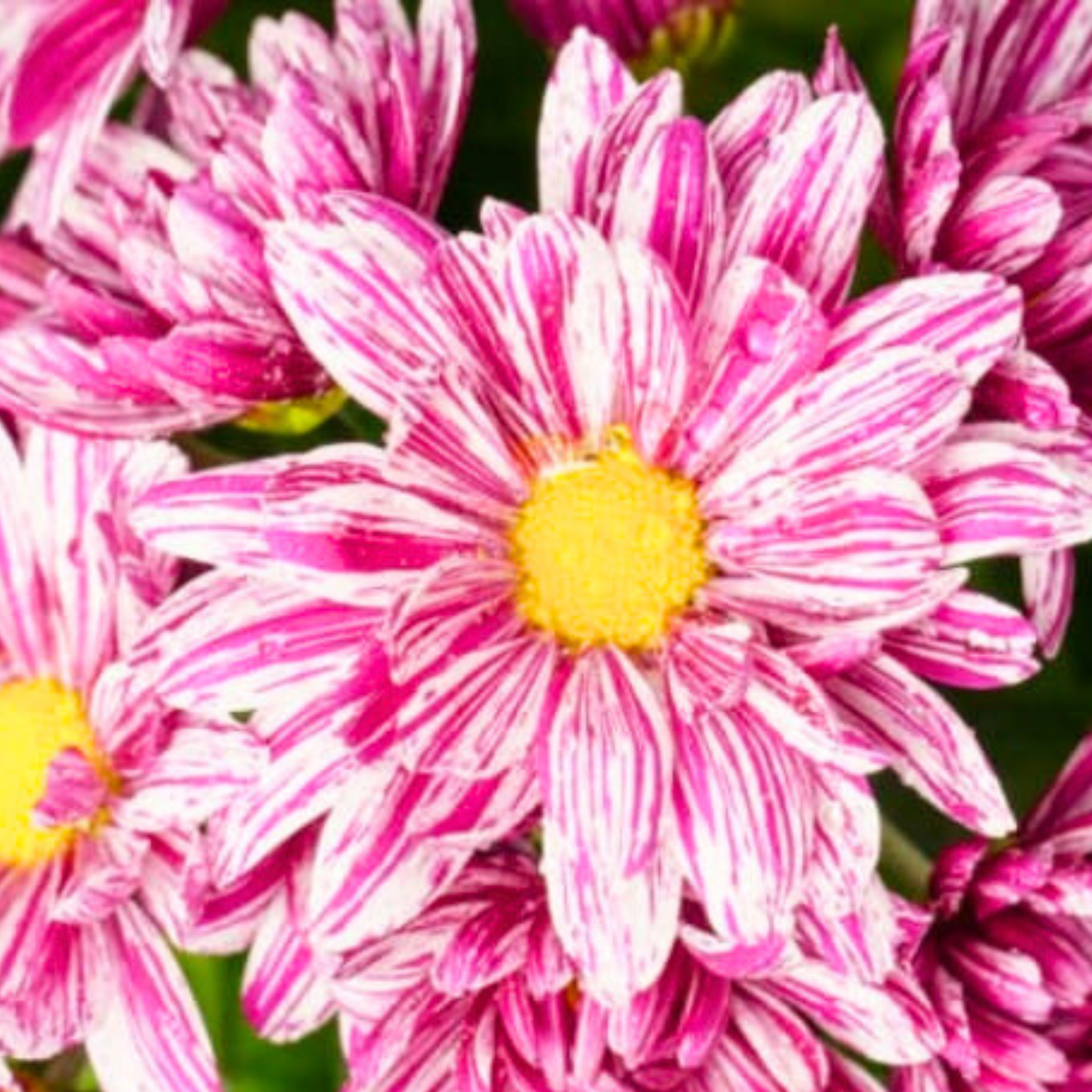 DZ Chrysanthemum Pink Splash Flowering Live Plant