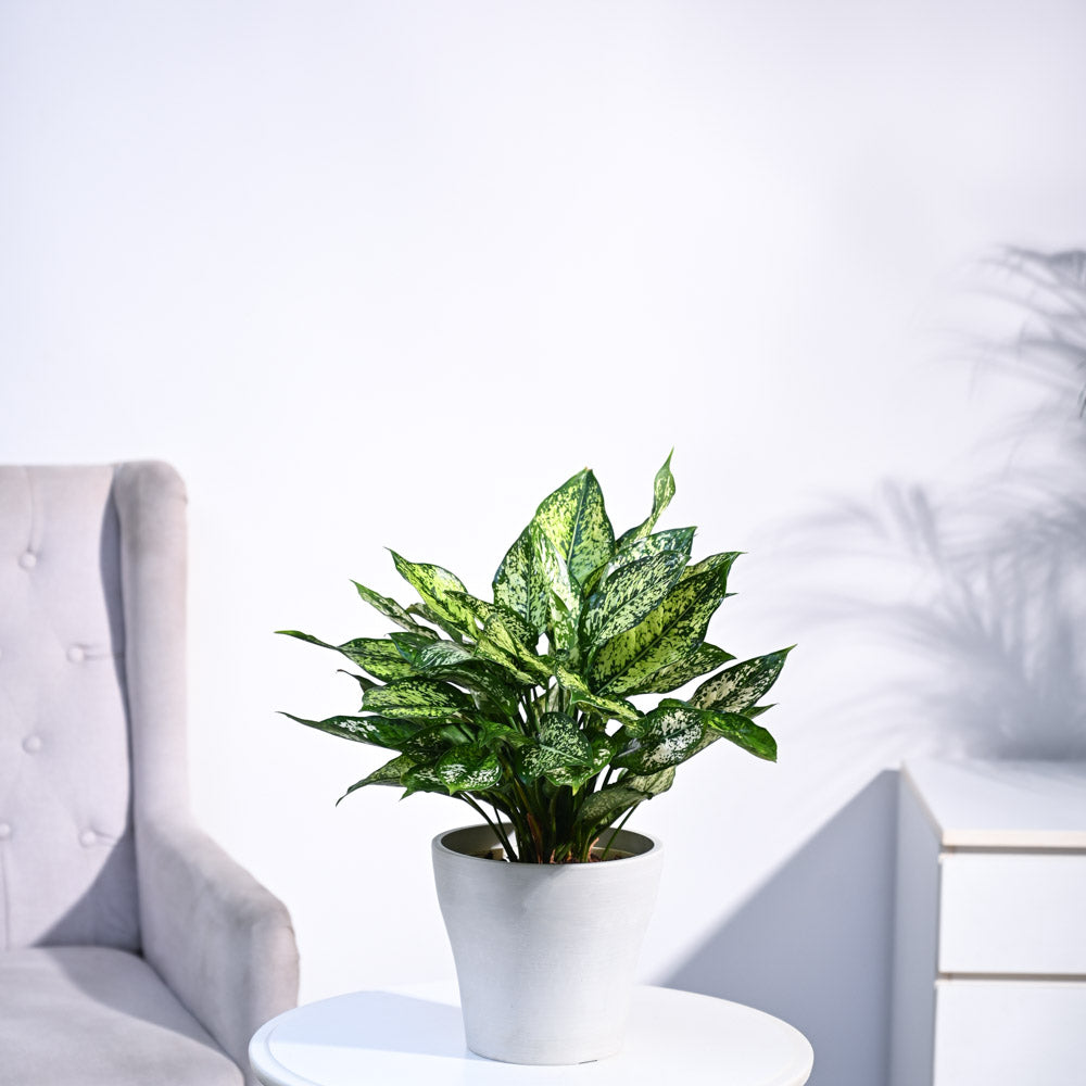 Ugaoo Aglaonema Snow White Plant - view 33