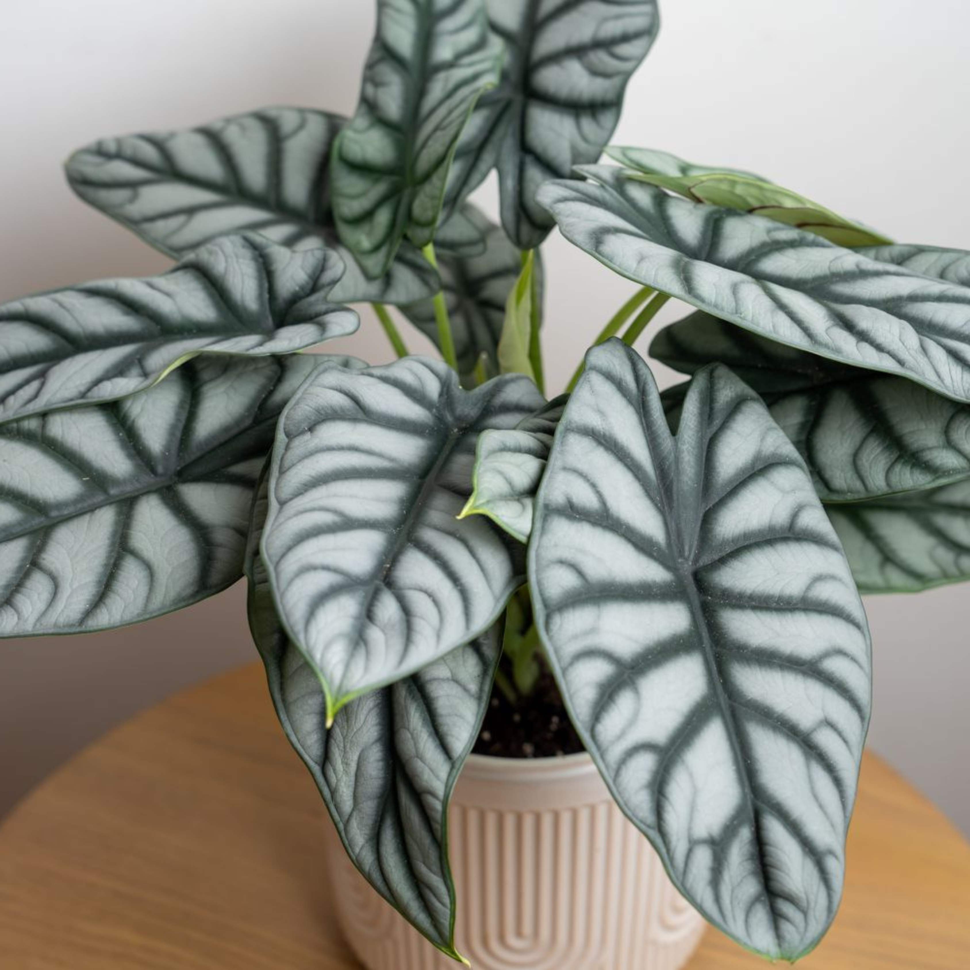 DZ Alocasia Silver Dragon Big Indoor / Outdoor Live Plant