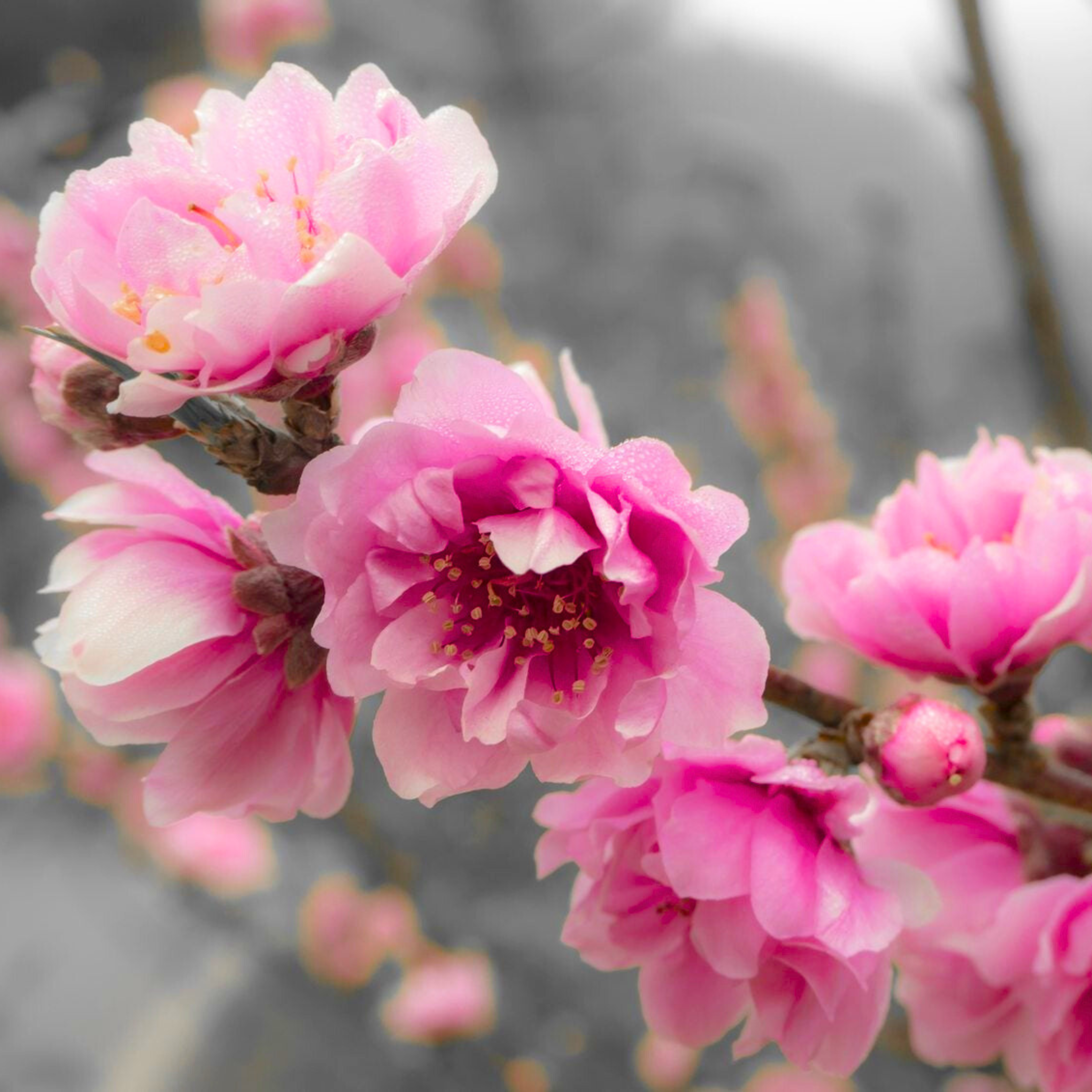MR Ornamental Peach Tree (Prunus persica) Rare All Time Flowering Live Plant