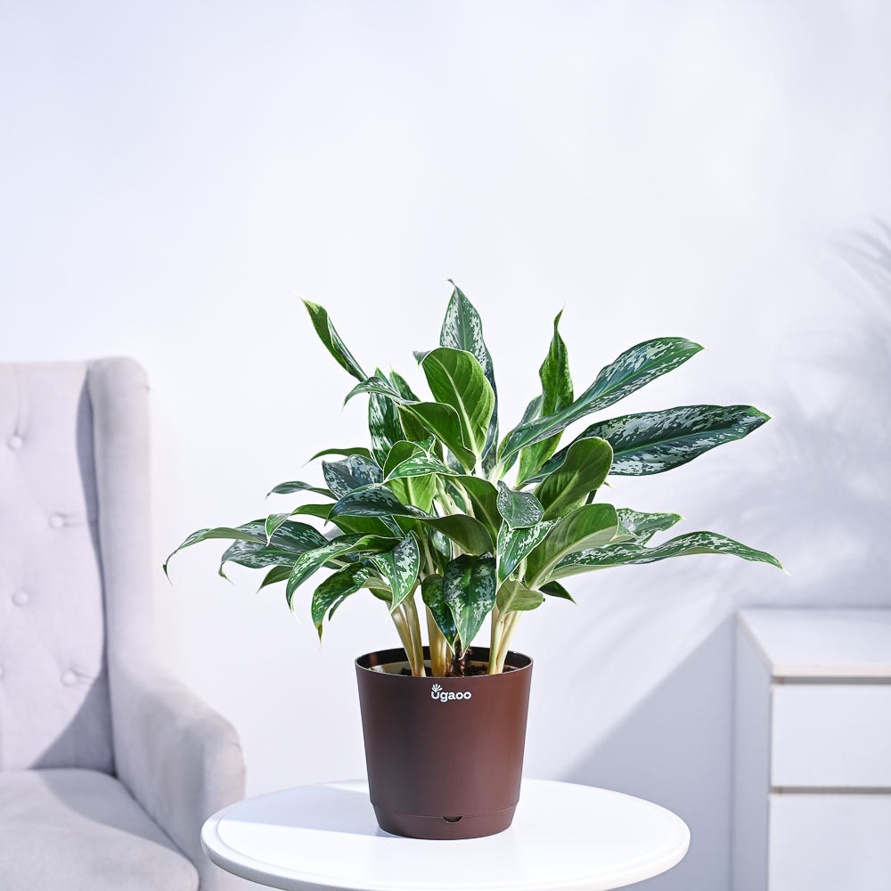 Ugaoo Aglaonema Queen Plant - view 32