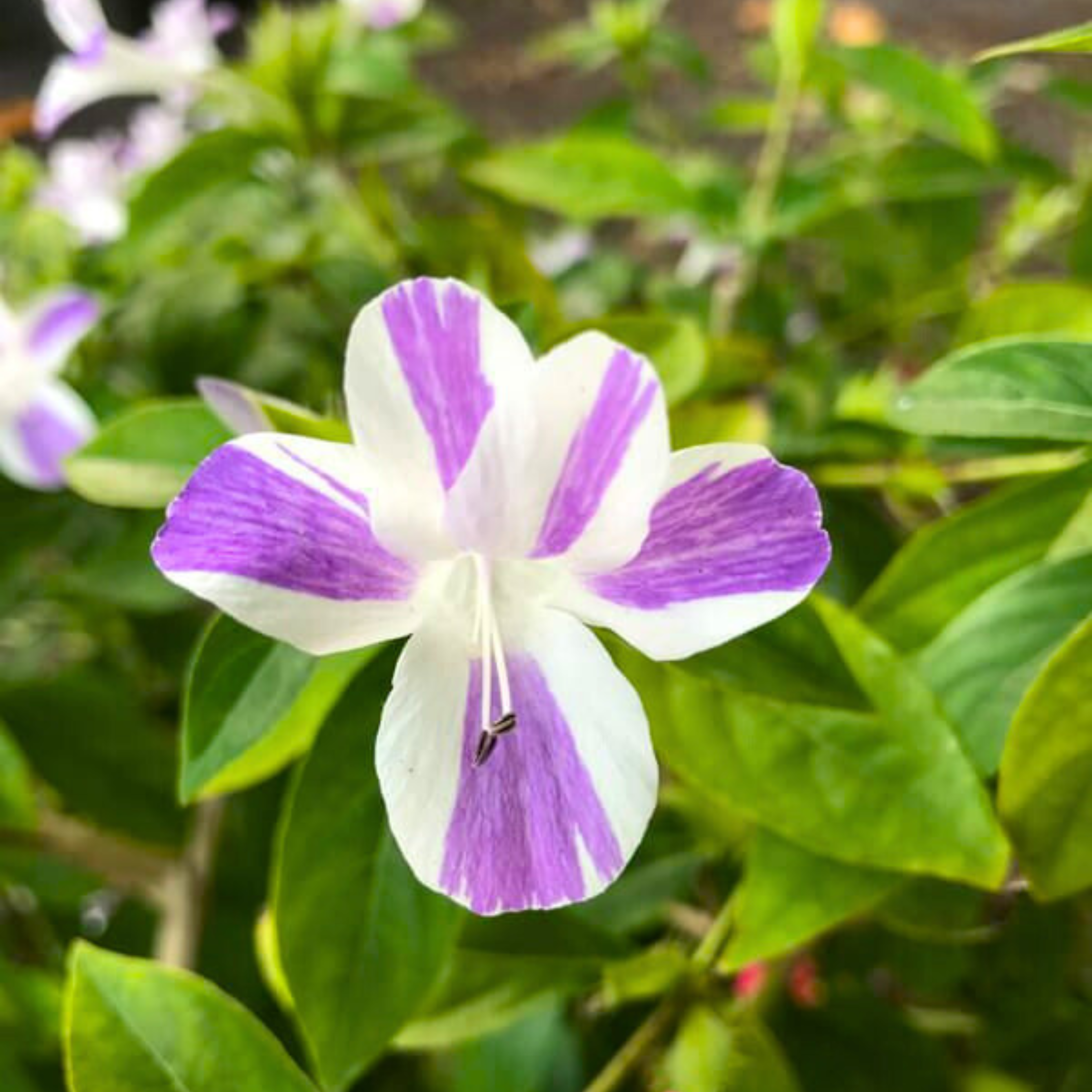 MR December Flower Purple White / Philippine Violet (Barleria cristata) Flowering Live Plant