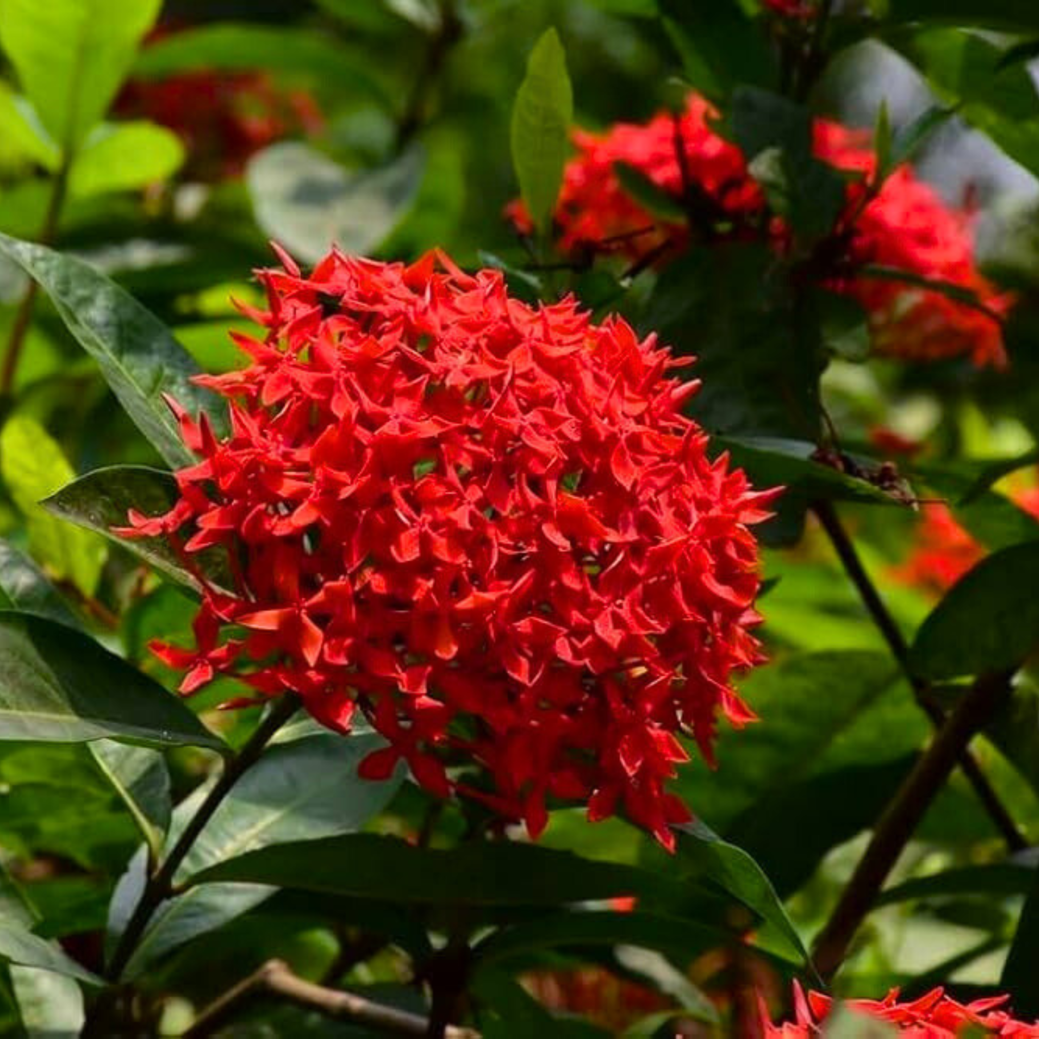 MR Red Thetti Big Flowers (Ixora coccinea) All Time Flowering Live Plant - view 2