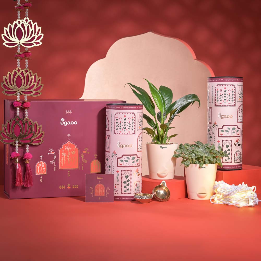 Ugaoo Abundance & Joy Diwali Gift Hamper