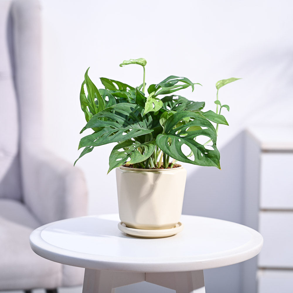 Ugaoo Broken Heart Plant - view 147