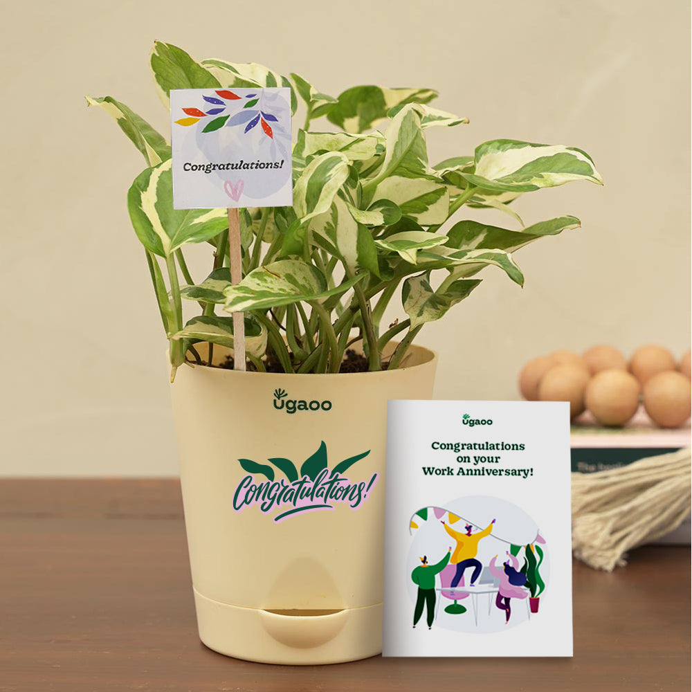 Ugaoo Money Plant N'Joy Corporate Gift Hamper